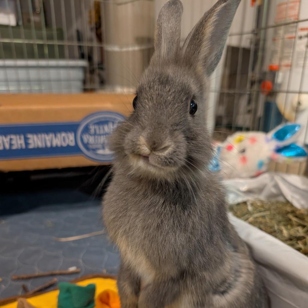 Enlarge Bramble, a Adoptable American in Mondovi, WI image 2/2