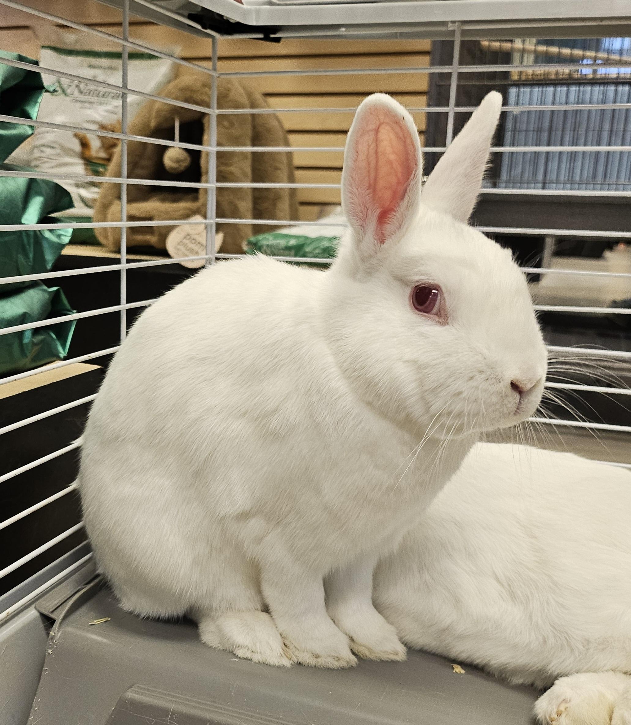 Gilmore, Adoptable, Adult Male American.