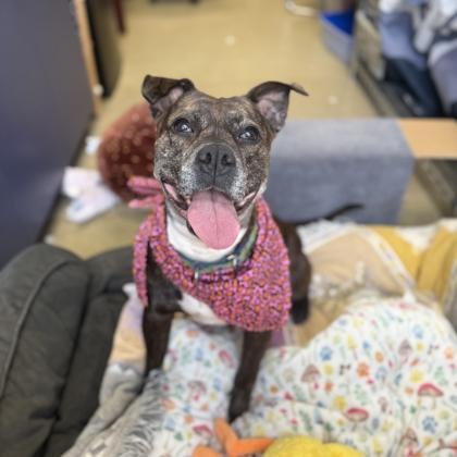 Satchel, Adoptable, Senior Female Mixed Breed & Mixed Breed.
