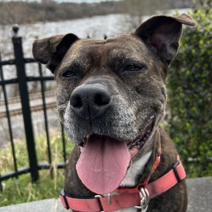 Enlarge Satchel, a Adoptable mixed breed in Richmond, VA image 2/3