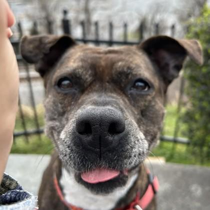 Enlarge Satchel, a Adoptable mixed breed in Richmond, VA image 3/3