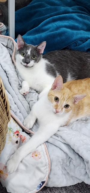 Enlarge Brady & Quinn - bonded brothers, a Adoptable Domestic Short Hair in MANASSAS, VA image 1/6