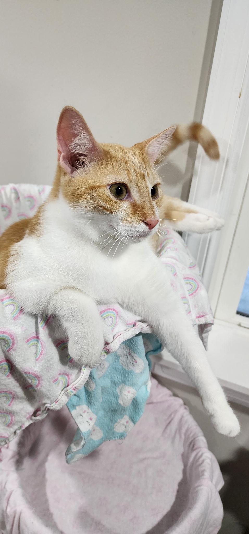 Enlarge Brady & Quinn - bonded brothers, a Adoptable Domestic Short Hair in MANASSAS, VA image 5/6