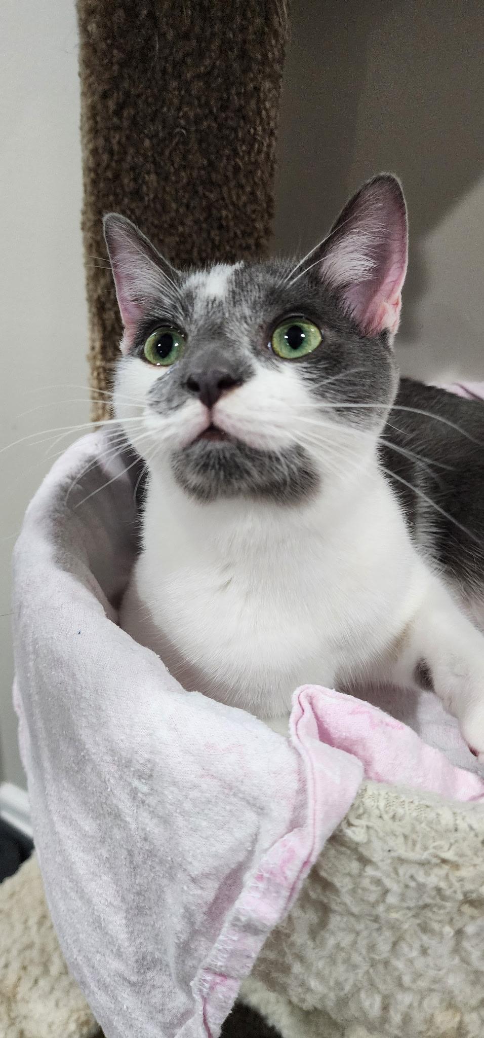 Enlarge Brady & Quinn - bonded brothers, a Adoptable Domestic Short Hair in MANASSAS, VA image 6/6