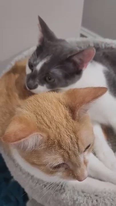 Enlarge Brady & Quinn - bonded brothers, a Adoptable Domestic Short Hair in MANASSAS, VA video 2/6