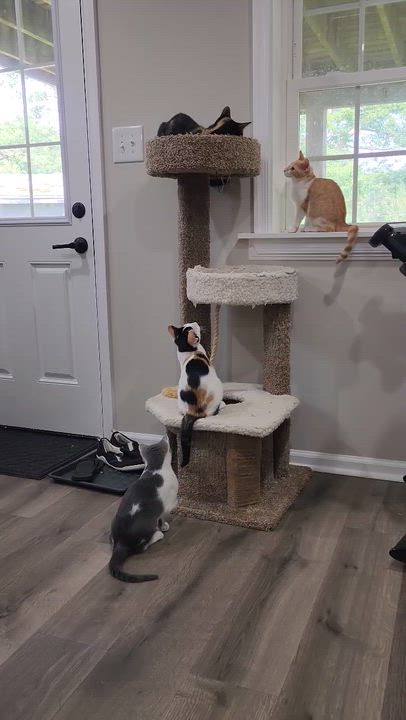 Enlarge Brady & Quinn - bonded brothers, a Adoptable Domestic Short Hair in MANASSAS, VA video 3/6