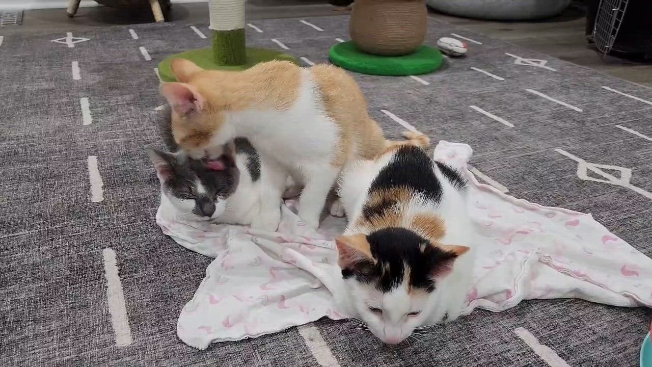 Enlarge Brady & Quinn - bonded brothers, a Adoptable Domestic Short Hair in MANASSAS, VA video 4/6