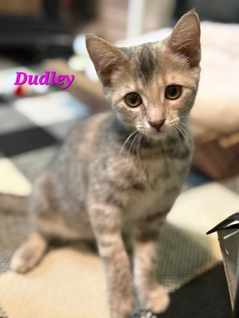 Dudley
