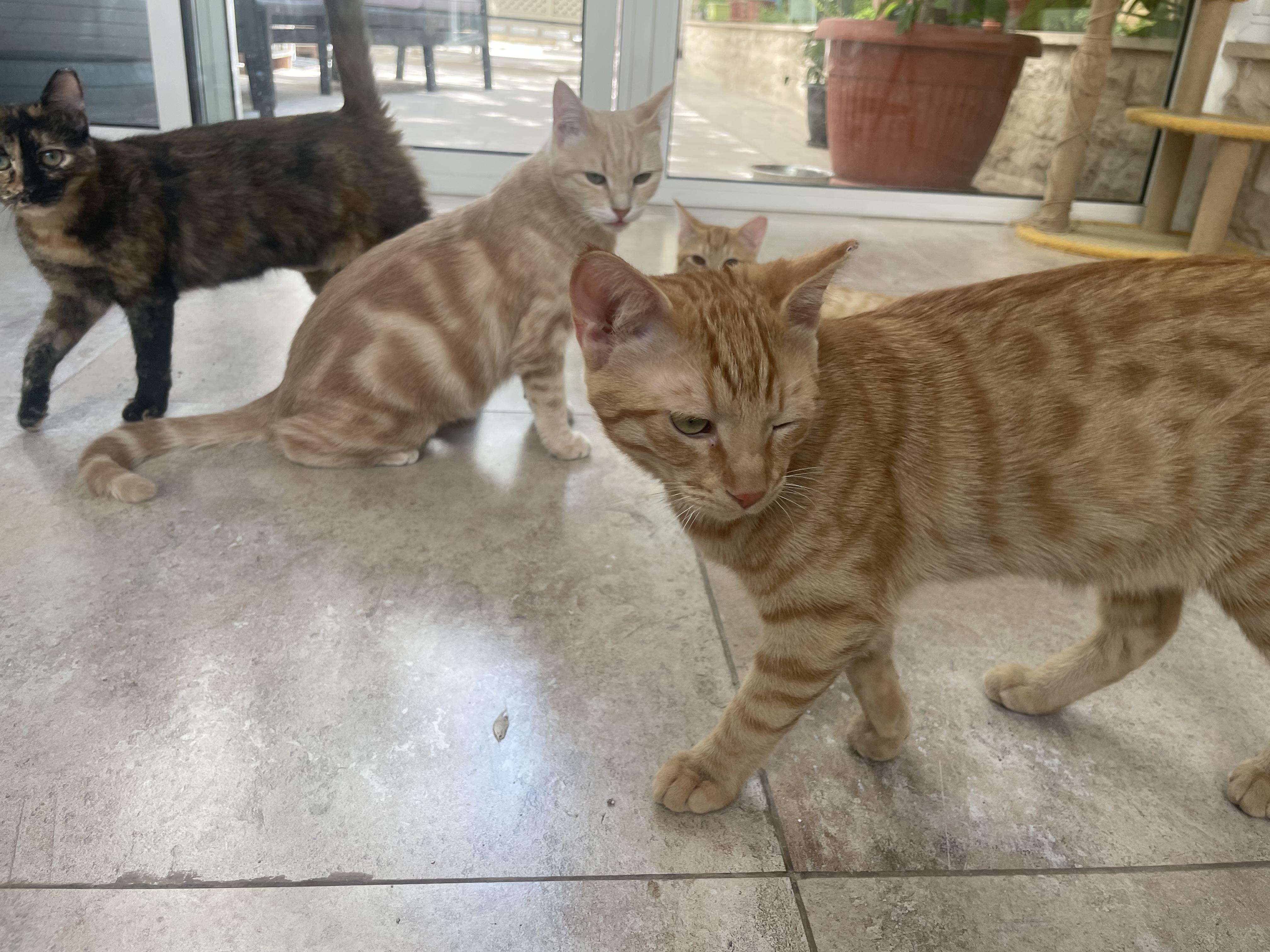 Sophia, the Wisest Green Eyed Girl, a Adoptable Domestic Short Hair in Somerset, NJ image 6/6