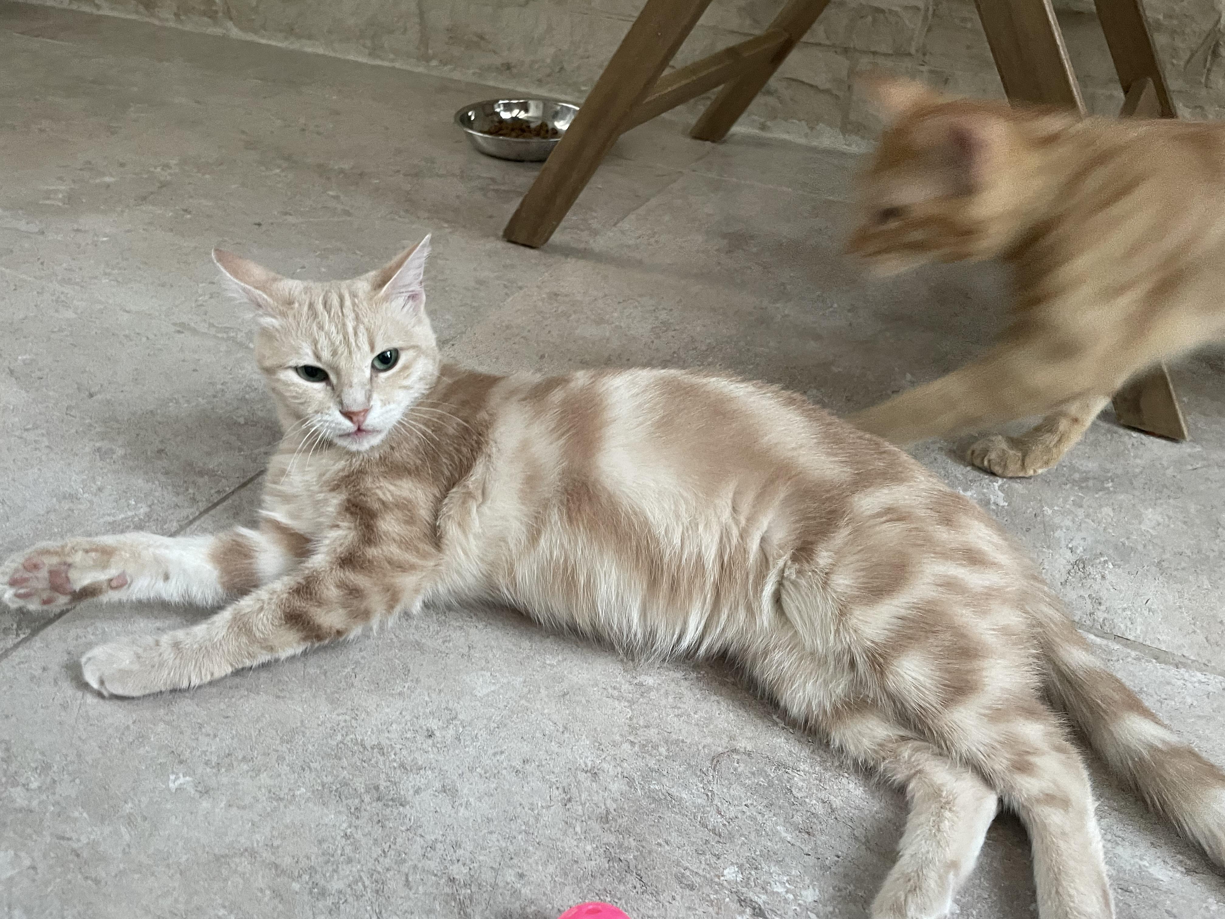 Sophia, the Wisest Green Eyed Girl, Adoptable, Adult Female Domestic Short Hair.