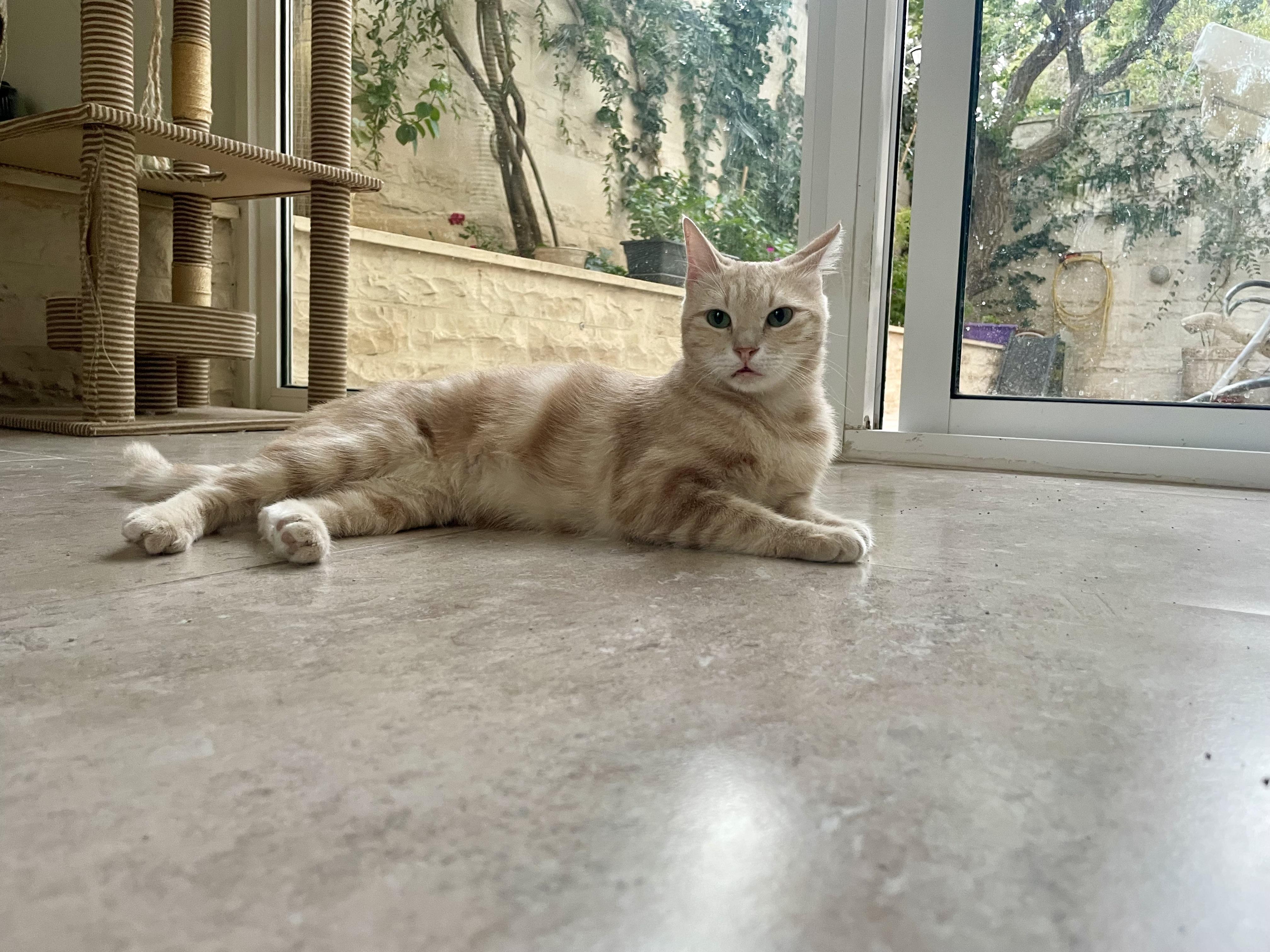 Sophia, the Wisest Green Eyed Girl, a Adoptable Domestic Short Hair in Somerset, NJ image 4/6