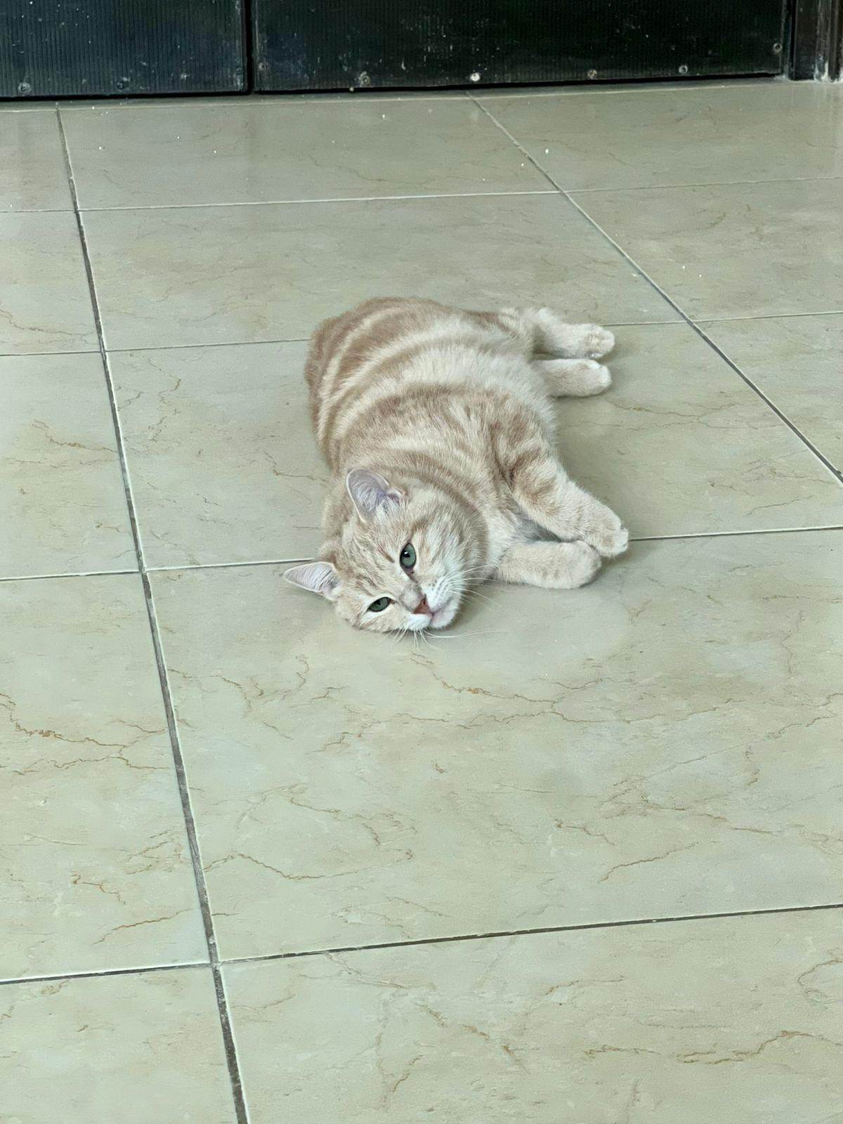 Sophia, the Wisest Green Eyed Girl, a Adoptable Domestic Short Hair in Somerset, NJ image 2/6