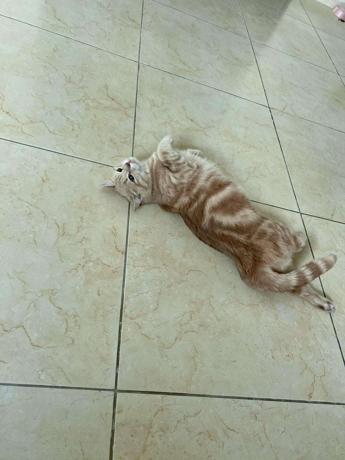 Sophia, the Wisest Green Eyed Girl, a Adoptable Domestic Short Hair in Somerset, NJ image 3/6