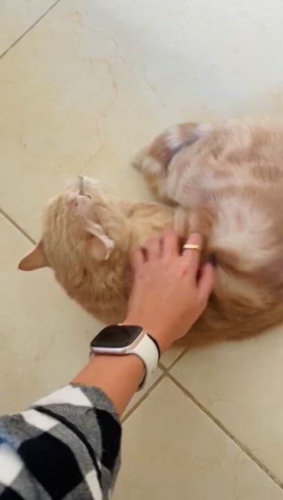 Enlarge Sophia, the Wisest Green Eyed Girl, a Adoptable Domestic Short Hair in Somerset, NJ video 5/6