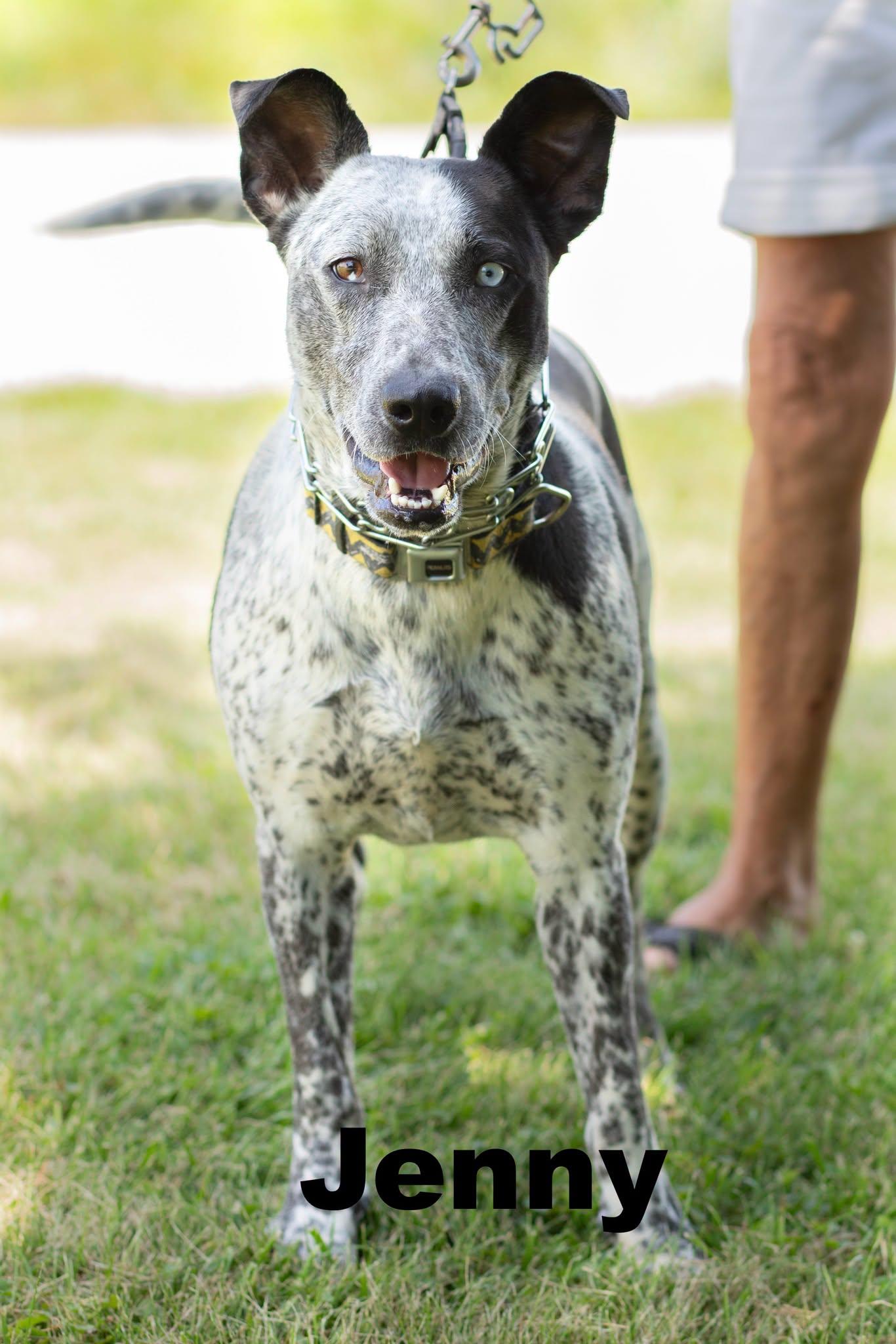 jenny, ADOPTABLE, Adult Female Mixed Breed.