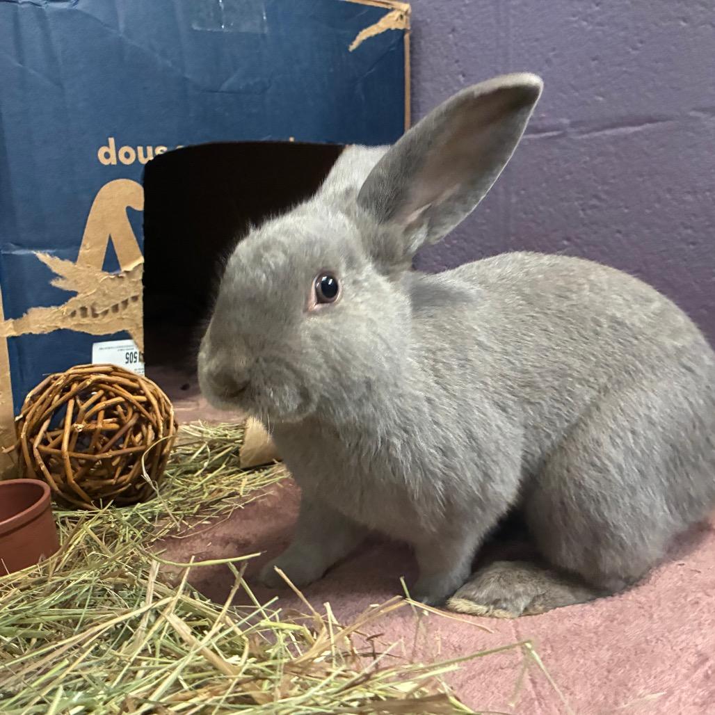 Beezus, Adoptable, Young Female Mini Lop & Lionhead.