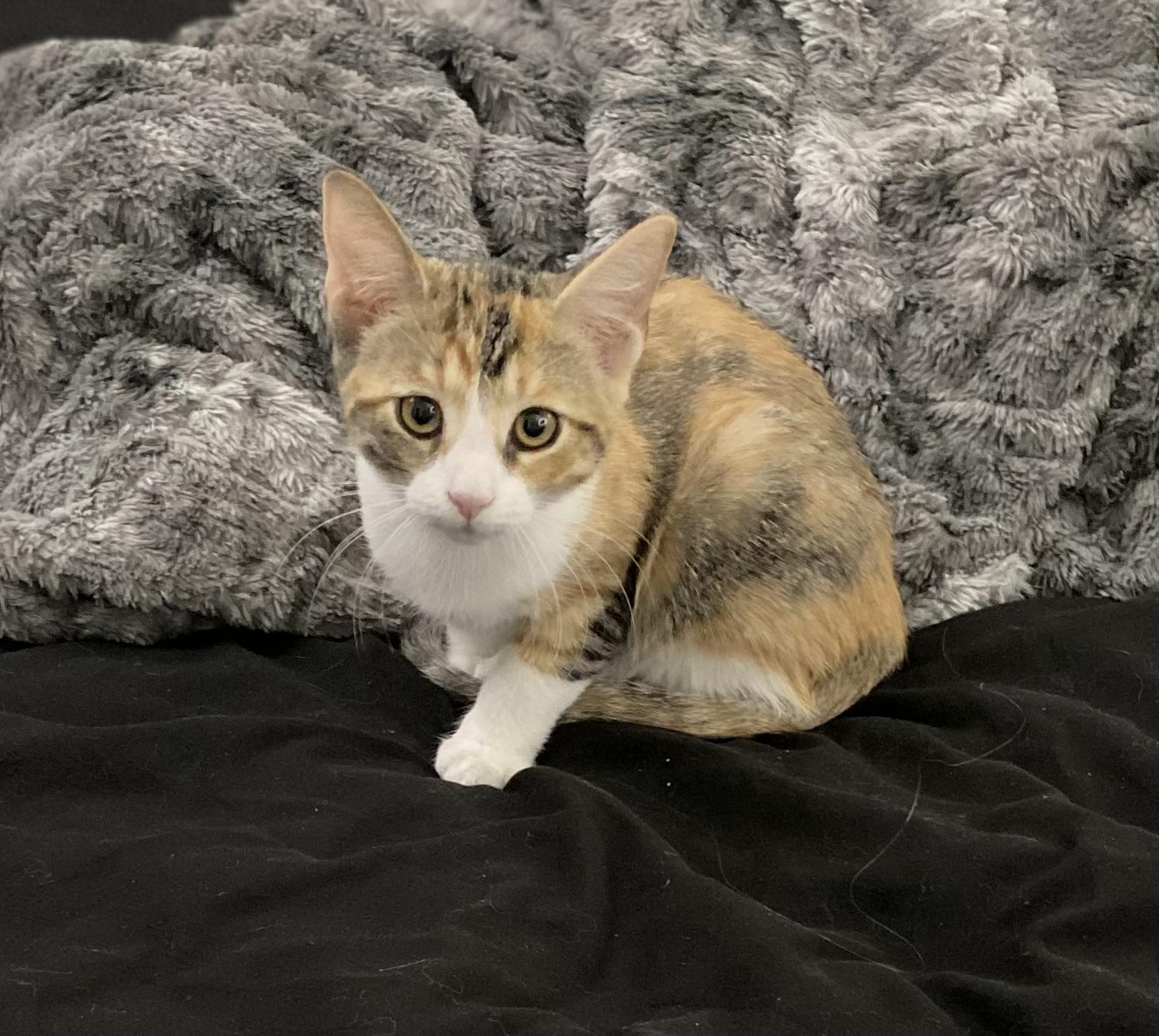 Palma, Adoptable, Kitten Female Domestic Short Hair.