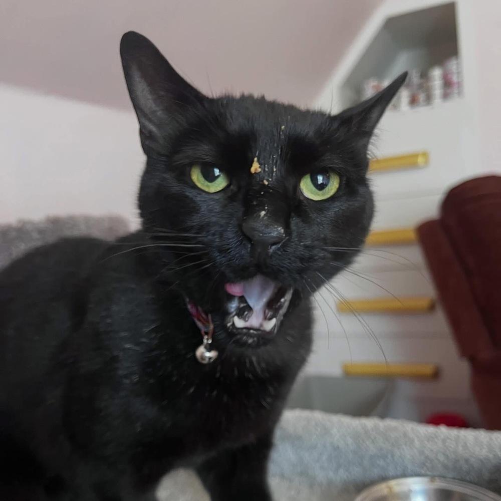 Ralphie, Adoptable, Adult Male Domestic Short Hair.
