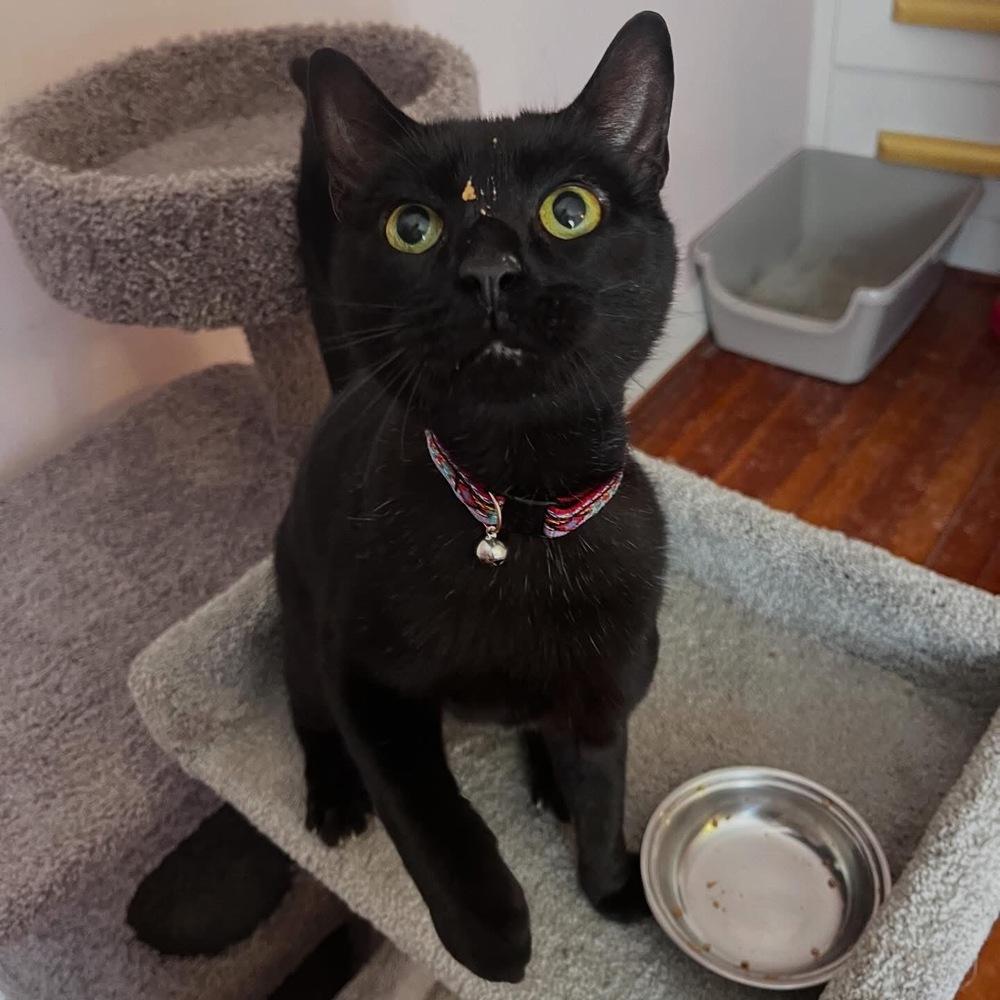 Enlarge Ralphie, a Adoptable Domestic Short Hair in Trenton, ME image 3/4