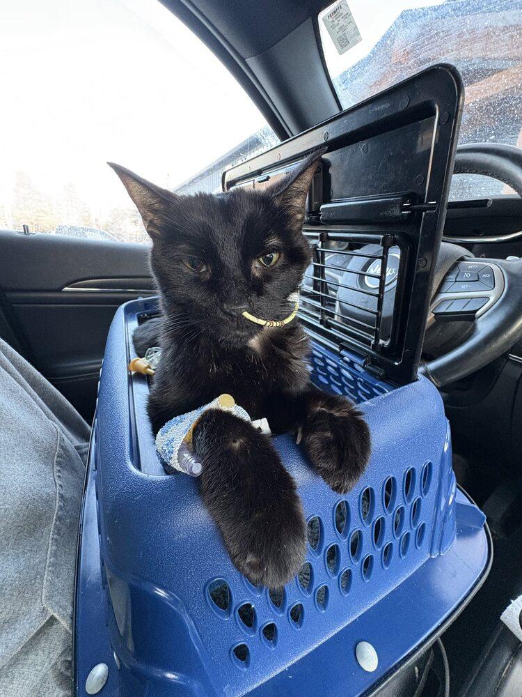 Enlarge Ralphie, a Adoptable Domestic Short Hair in Trenton, ME image 4/4