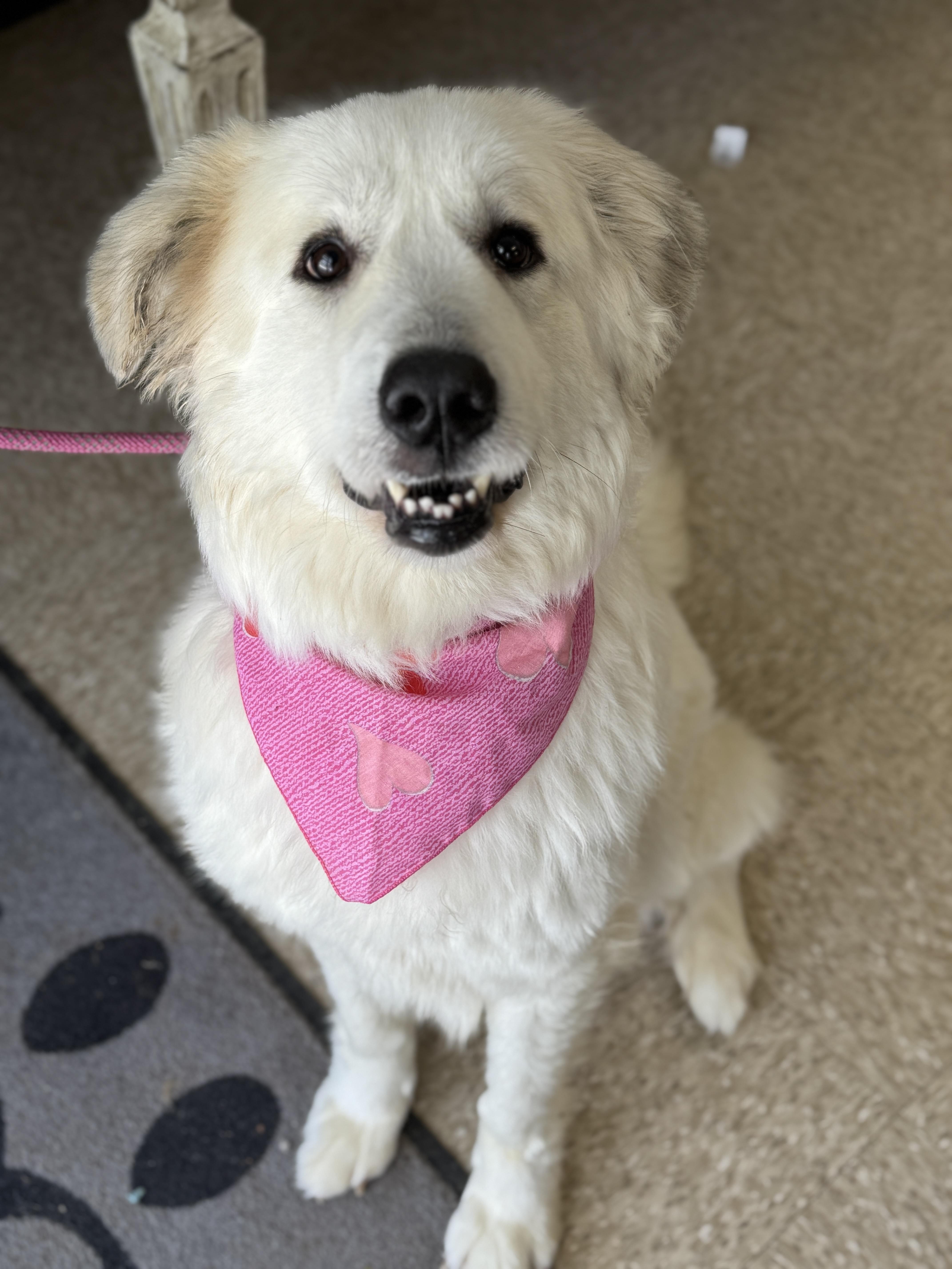 Enlarge Phyllis, an adopted Great Pyrenees in Richmond, VA image 5/6