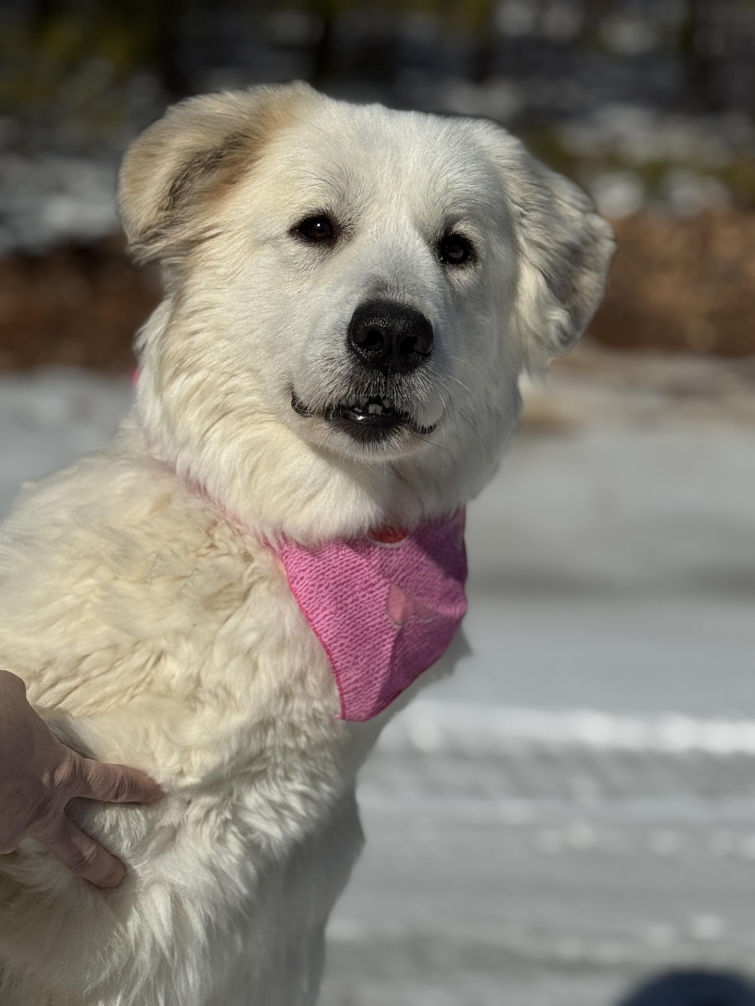 Enlarge Phyllis, an adopted Great Pyrenees in Richmond, VA image 4/6