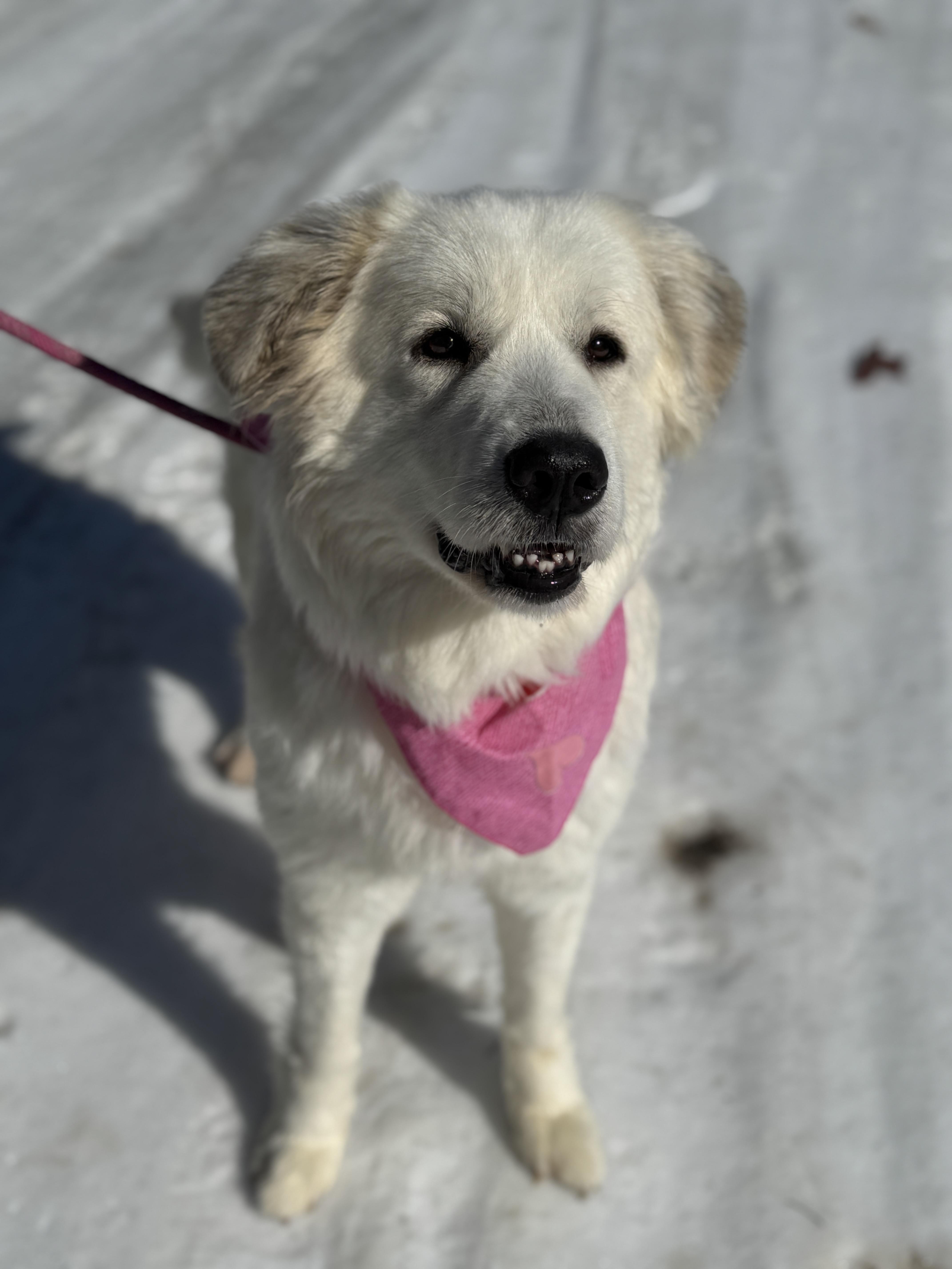 Enlarge Phyllis, an adopted Great Pyrenees in Richmond, VA image 3/6