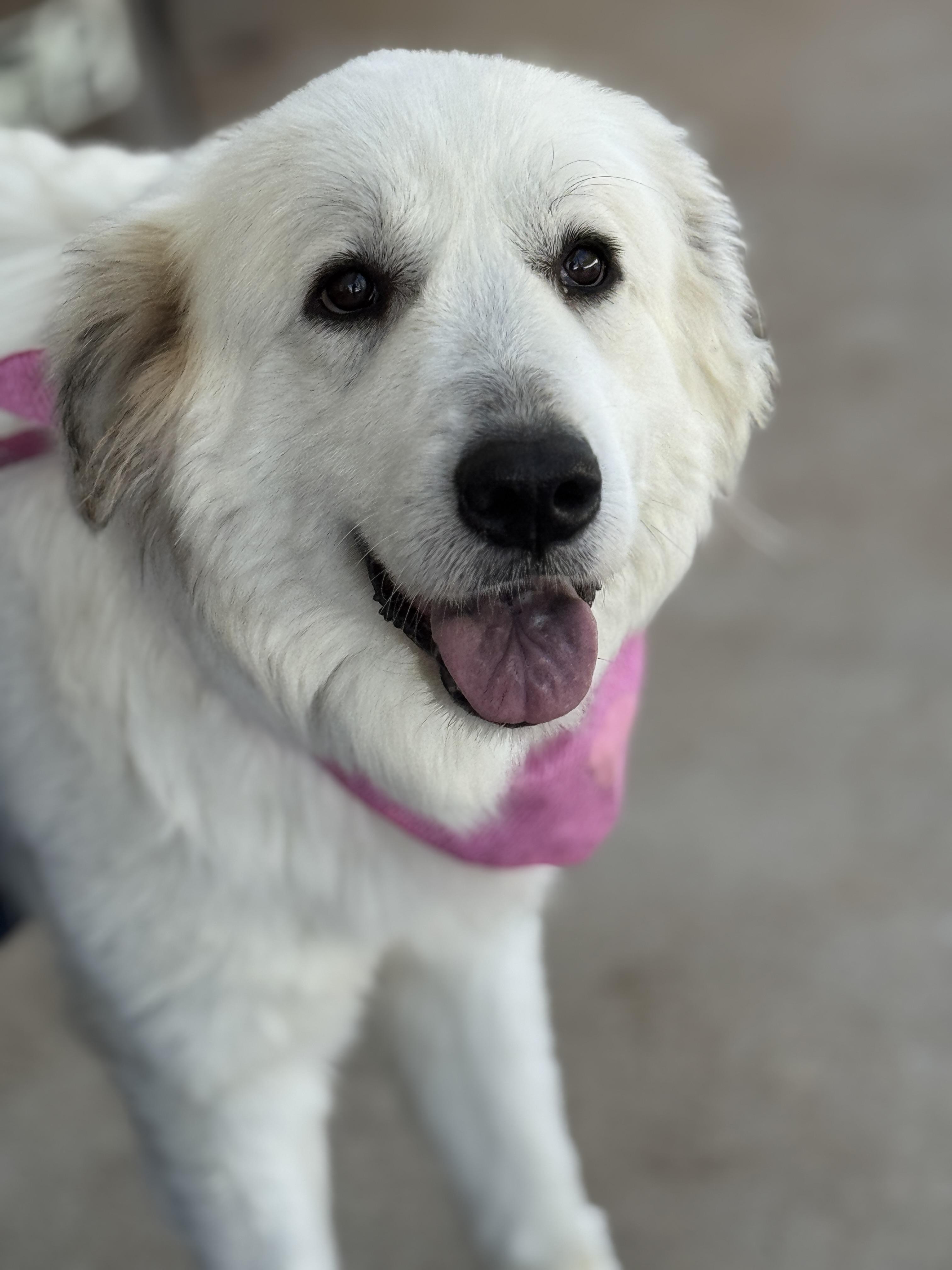 Enlarge Phyllis, an adopted Great Pyrenees in Richmond, VA image 1/6