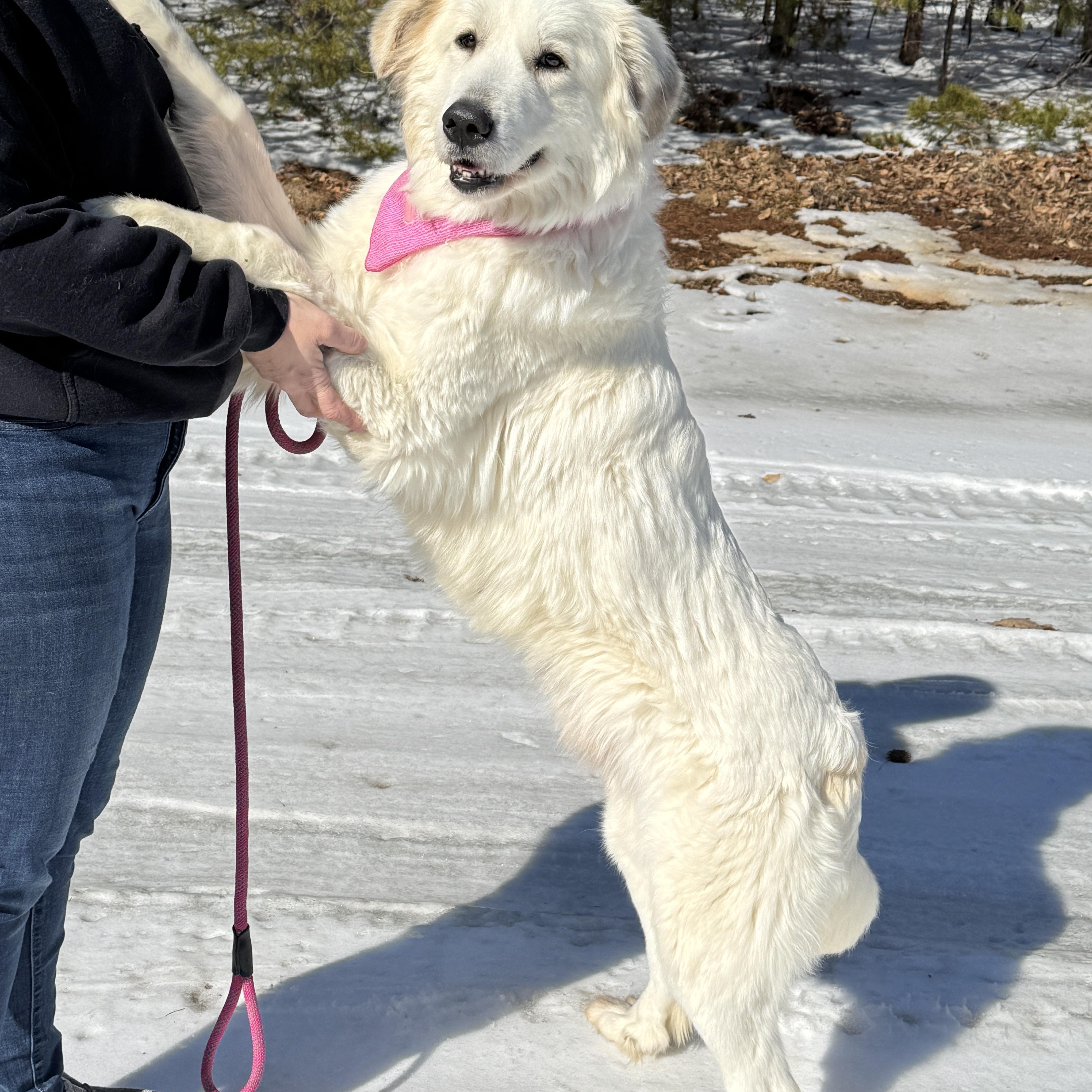 Enlarge Phyllis, an adopted Great Pyrenees in Richmond, VA image 2/6