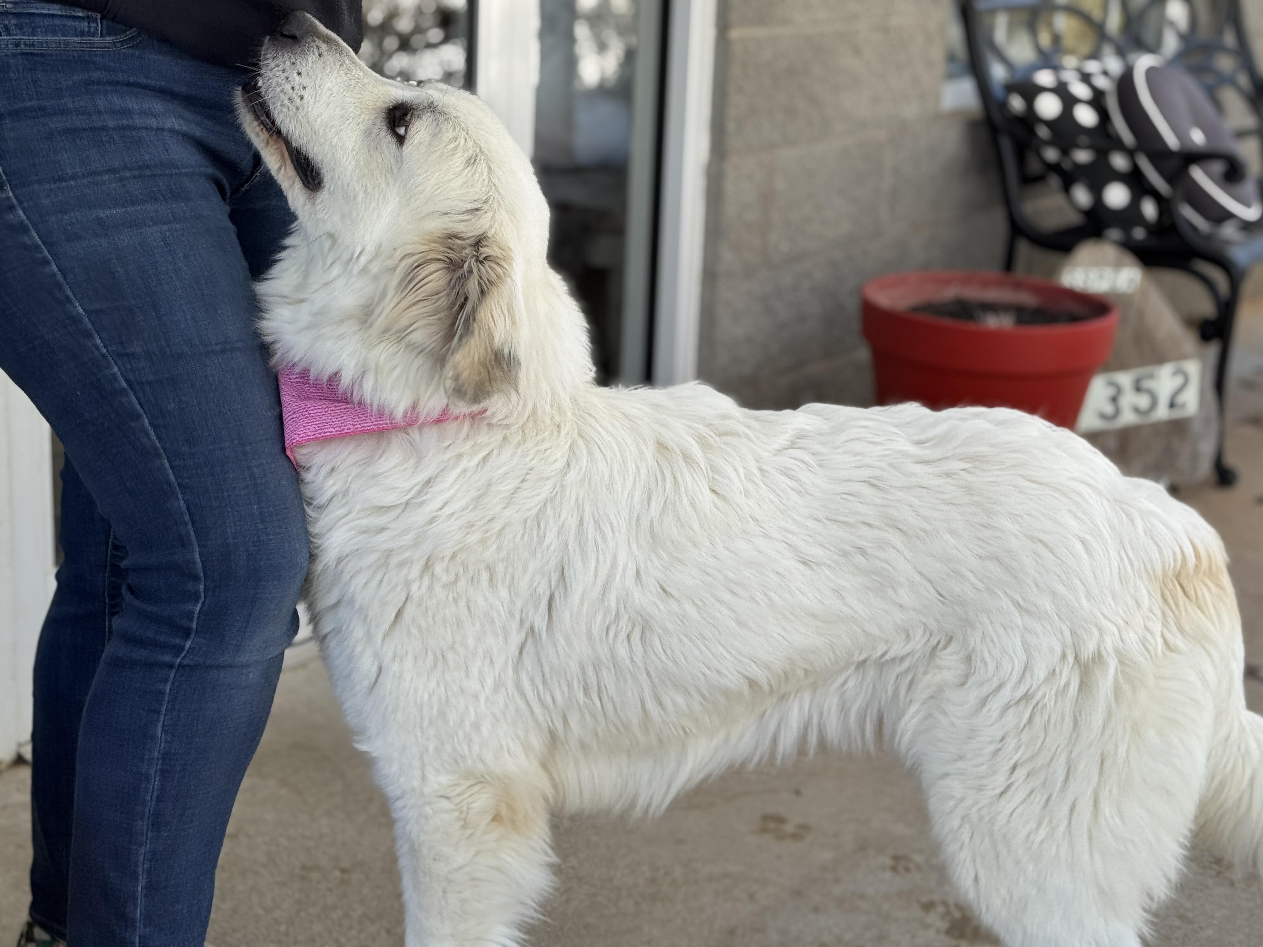 Enlarge Phyllis, an adopted Great Pyrenees in Richmond, VA image 6/6