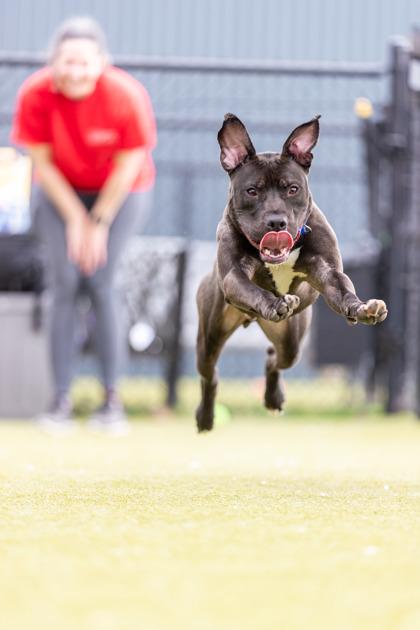 Marshal — thumbnail 2