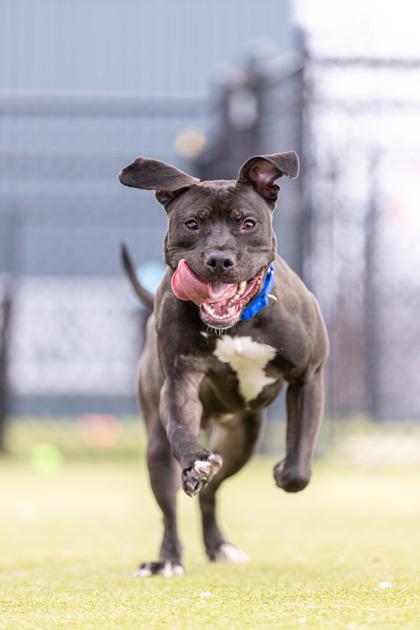 Marshal — thumbnail 3