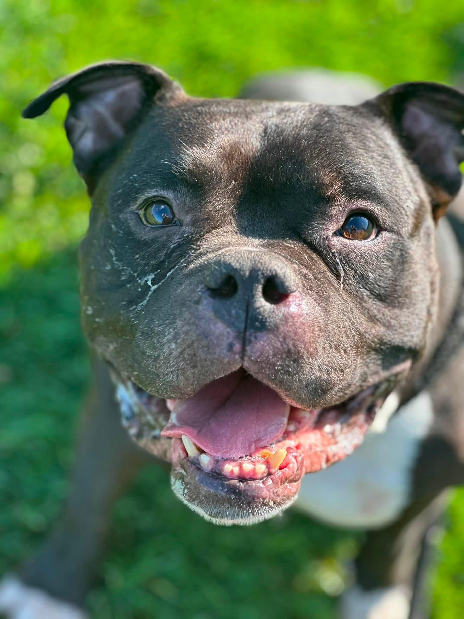 Triton, a ADOPTABLE Bulldog in North Syracuse, NY image 1/2
