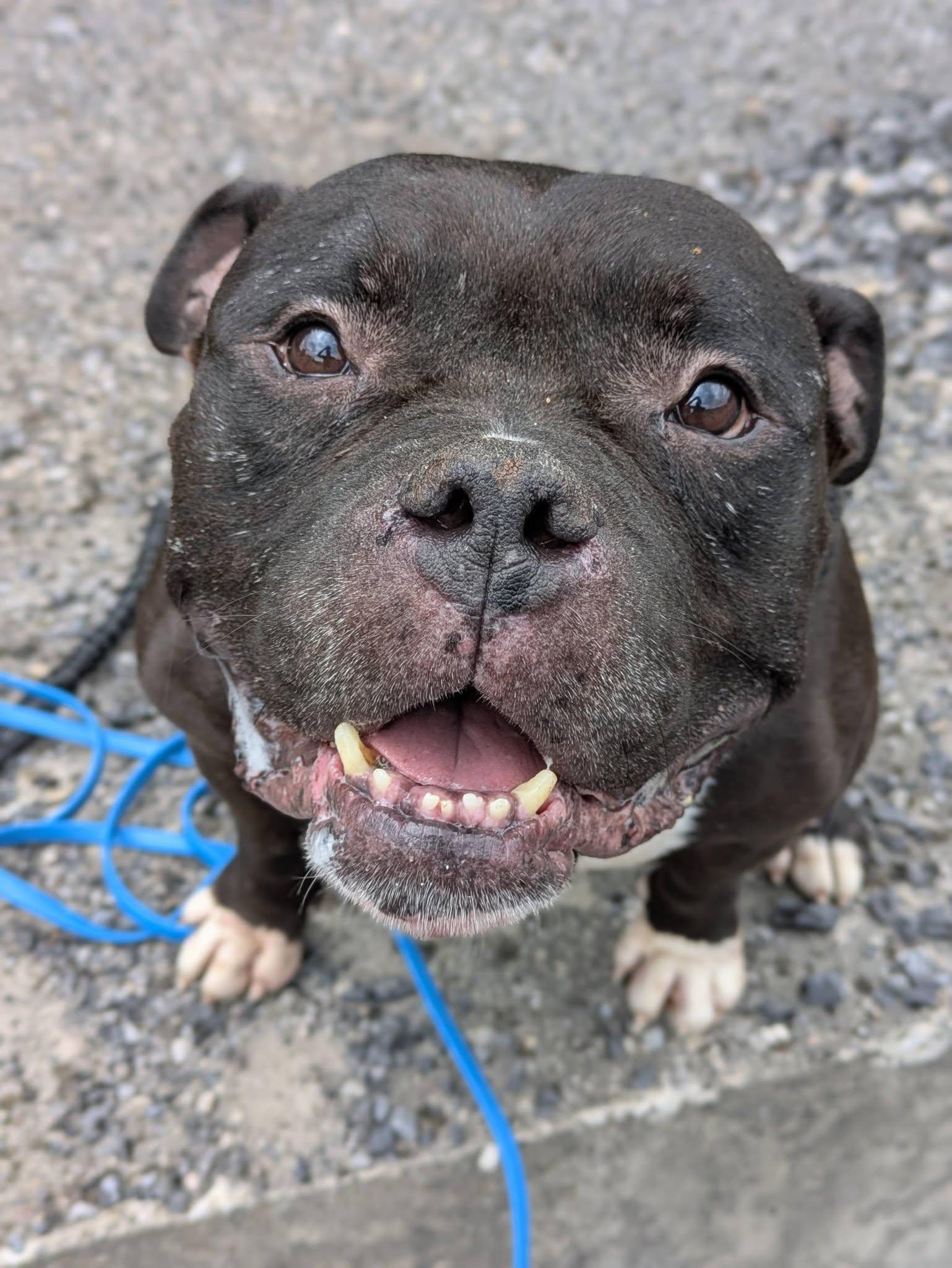 Triton, a ADOPTABLE Bulldog in North Syracuse, NY image 2/2