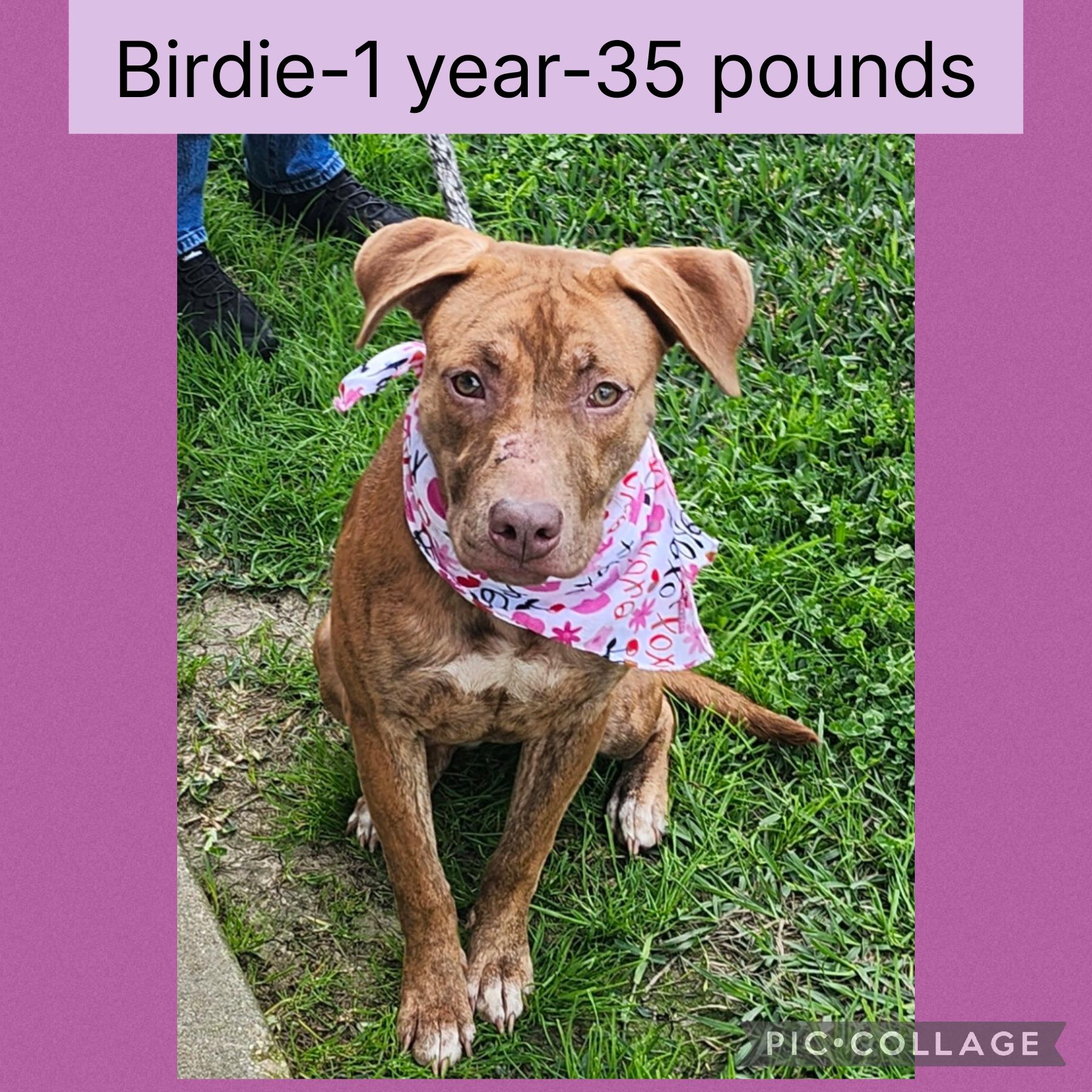 Birdie, ADOPTABLE, Adult Female Terrier.