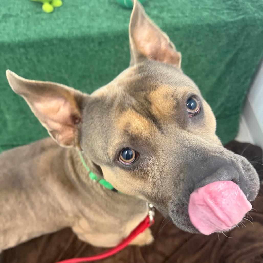 Enlarge Max, a Adoptable mixed breed in Clearwater, FL image 1/3