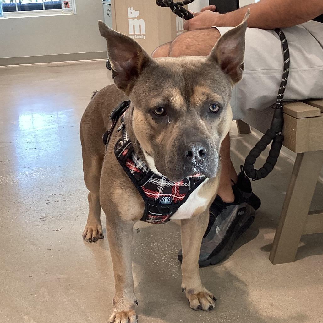 Enlarge Max, a Adoptable mixed breed in Clearwater, FL image 2/3