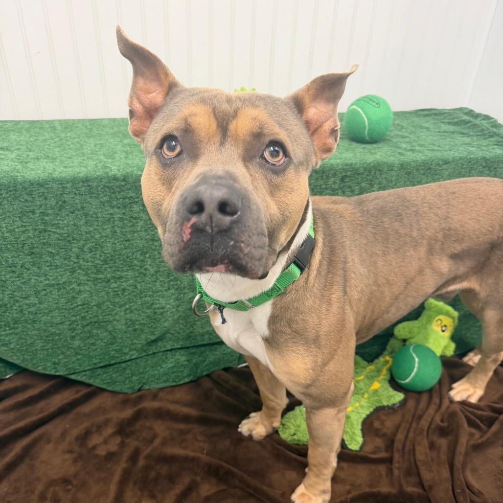 Enlarge Max, a Adoptable mixed breed in Clearwater, FL image 3/3