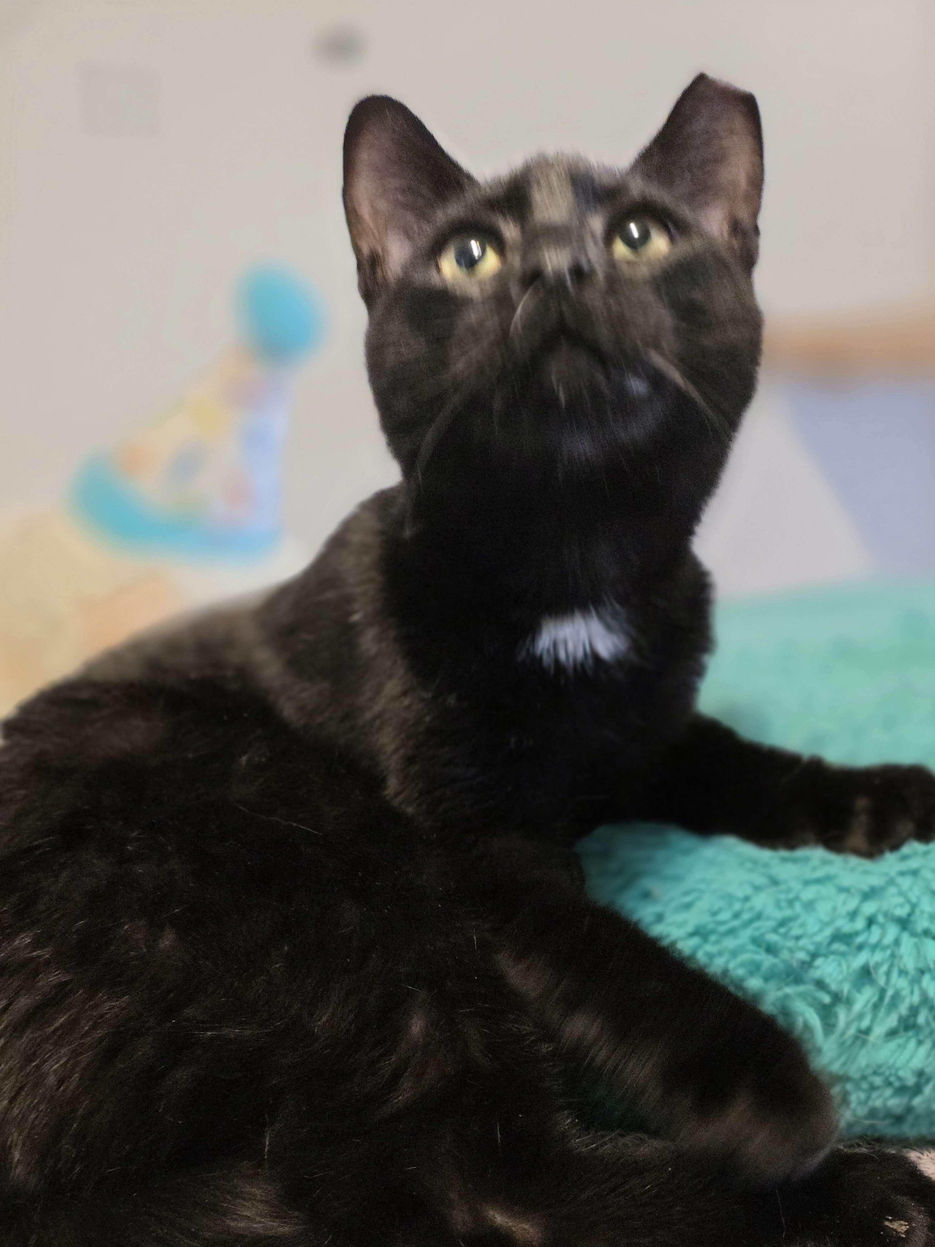 Enlarge Eclipse, a ADOPTABLE Domestic Short Hair in Piscataway, NJ image 2/4