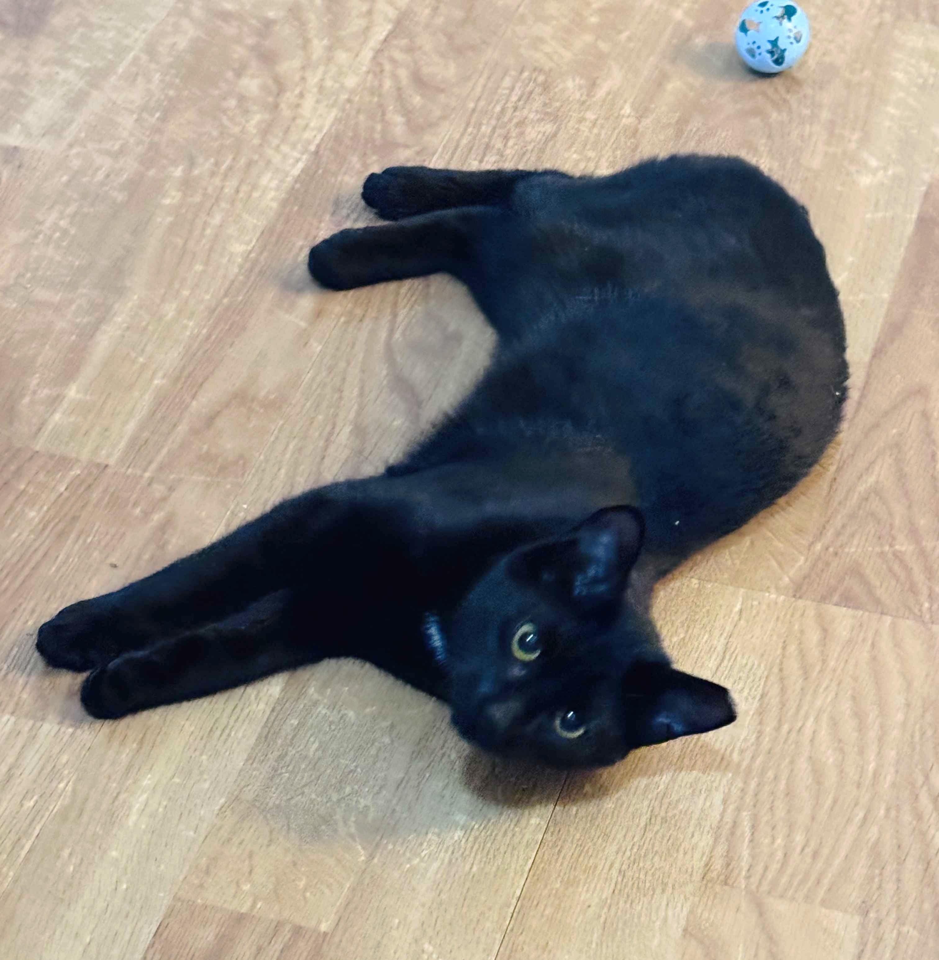 Eclipse, ADOPTABLE, Young Male Domestic Short Hair.