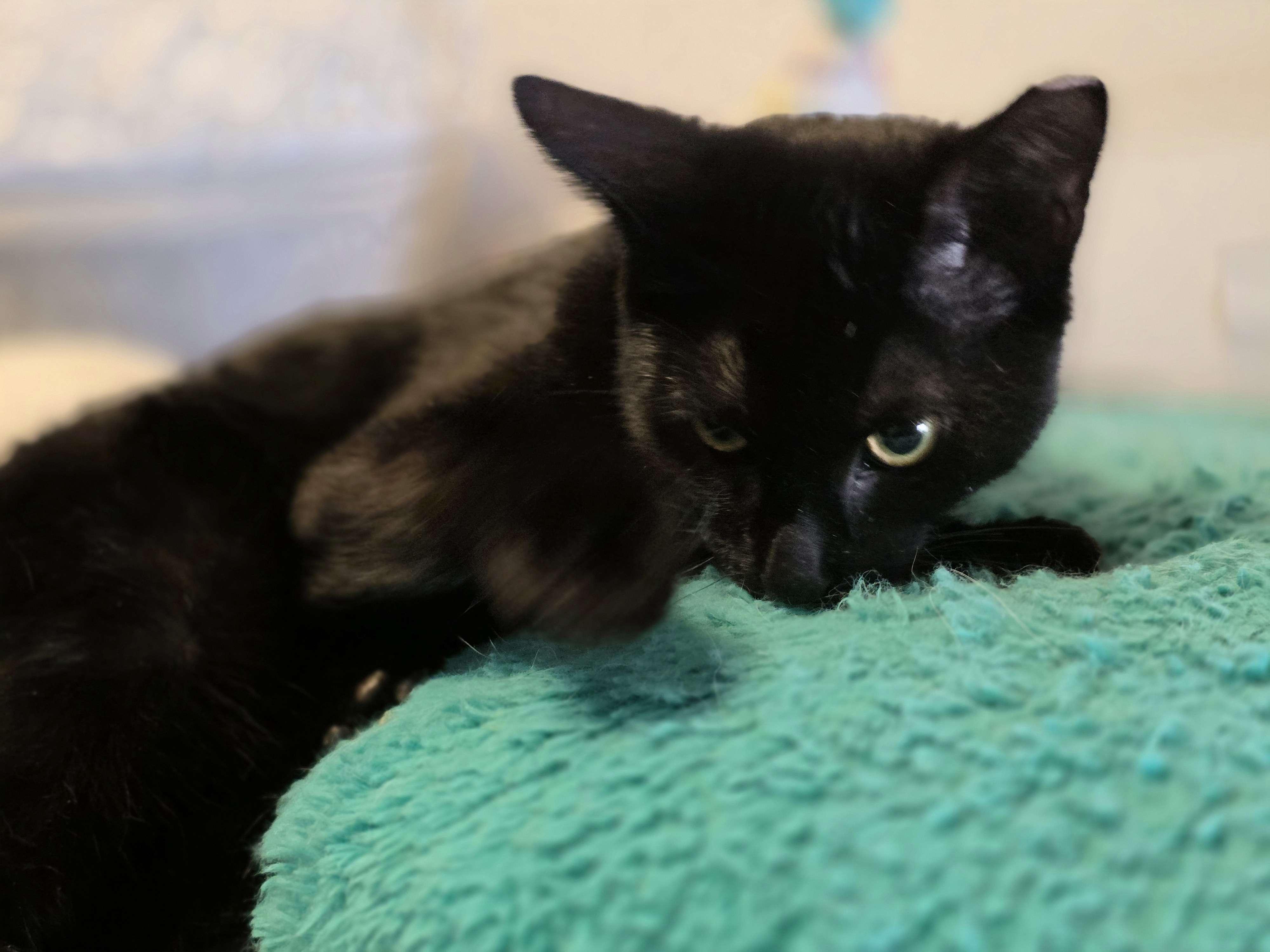 Enlarge Eclipse, a ADOPTABLE Domestic Short Hair in Piscataway, NJ image 4/4