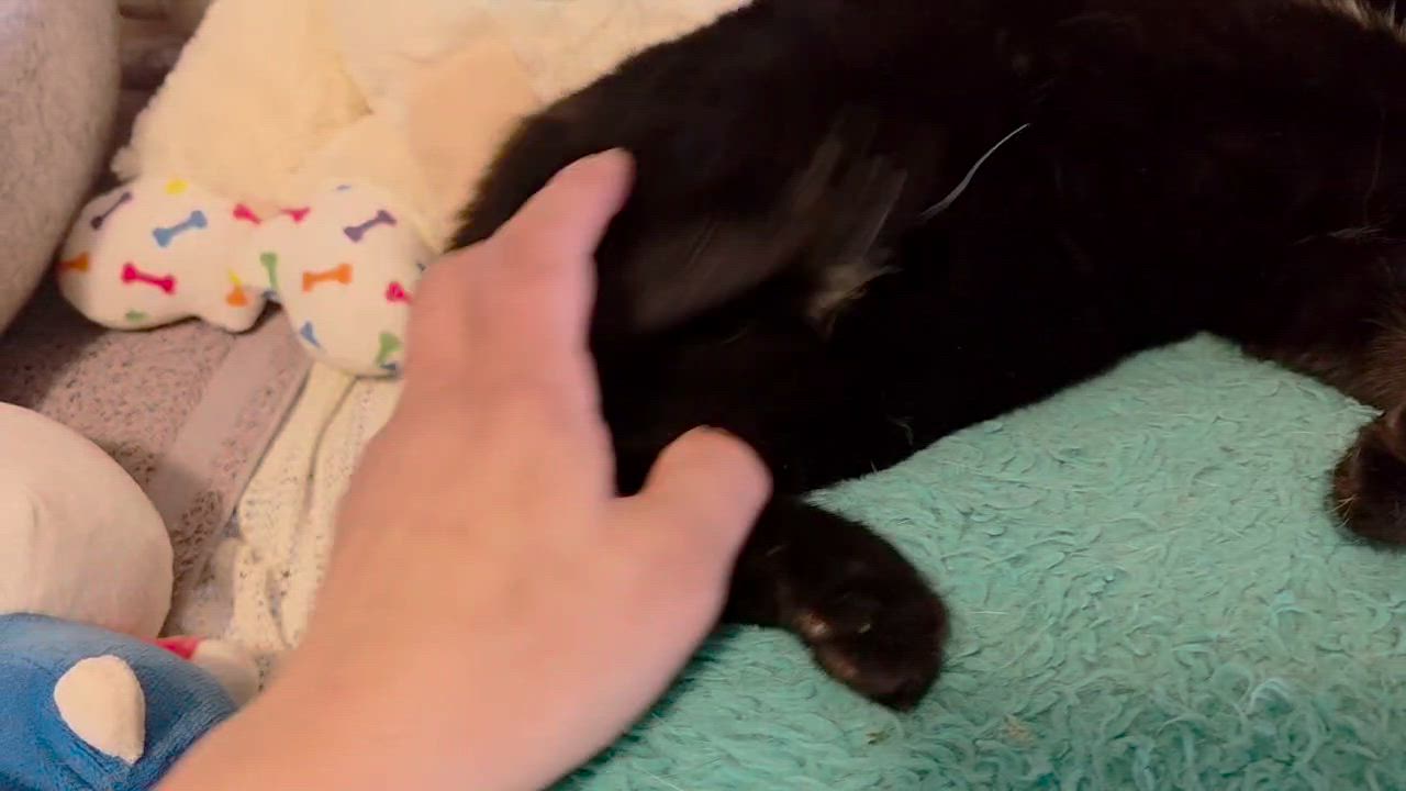 Enlarge Eclipse, a ADOPTABLE Domestic Short Hair in Piscataway, NJ video 3/4