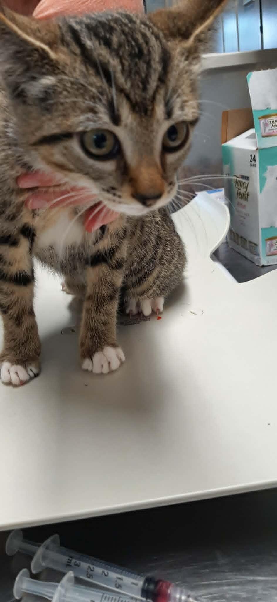 Clove, Adoptable, Kitten Female Domestic Short Hair.