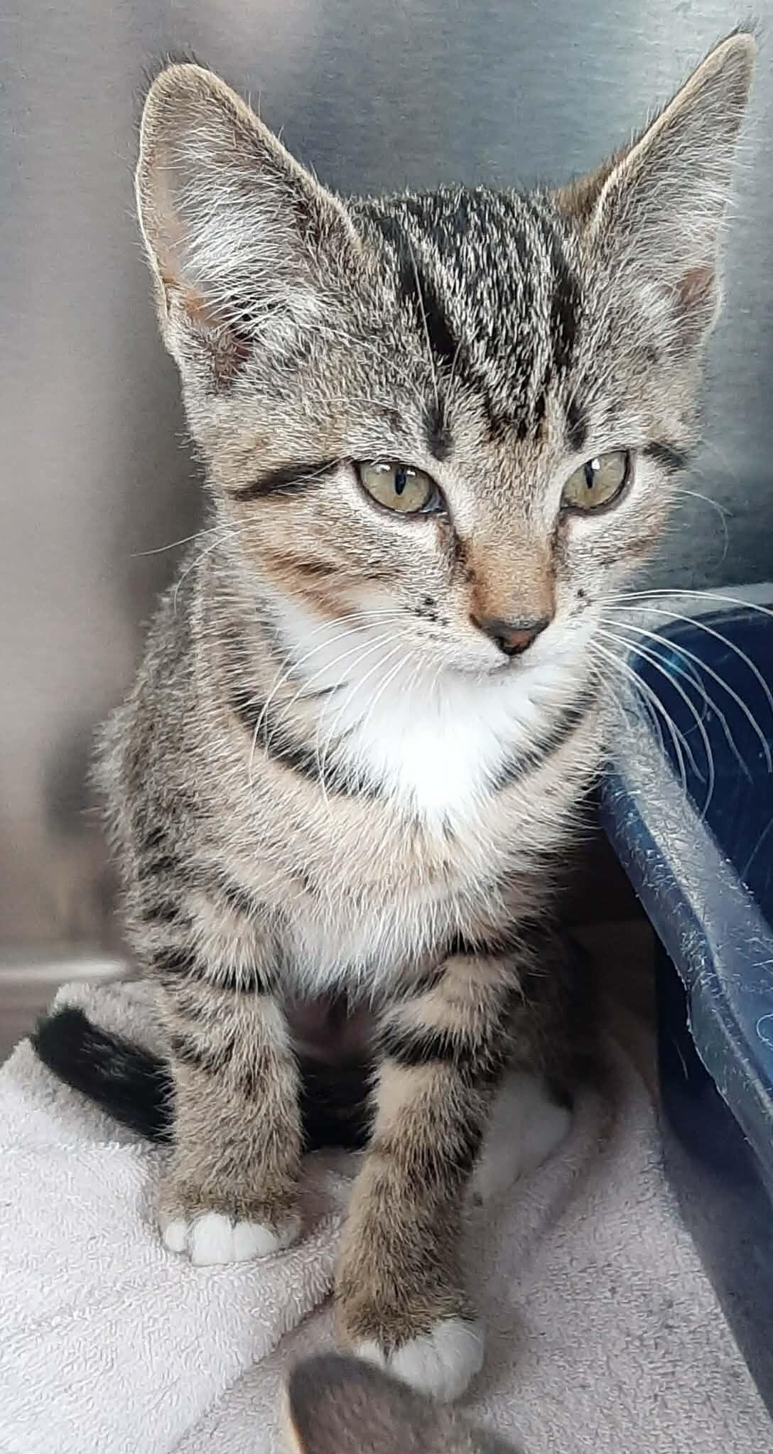 Clove, a Adoptable Domestic Short Hair in Georgetown, OH image 2/2