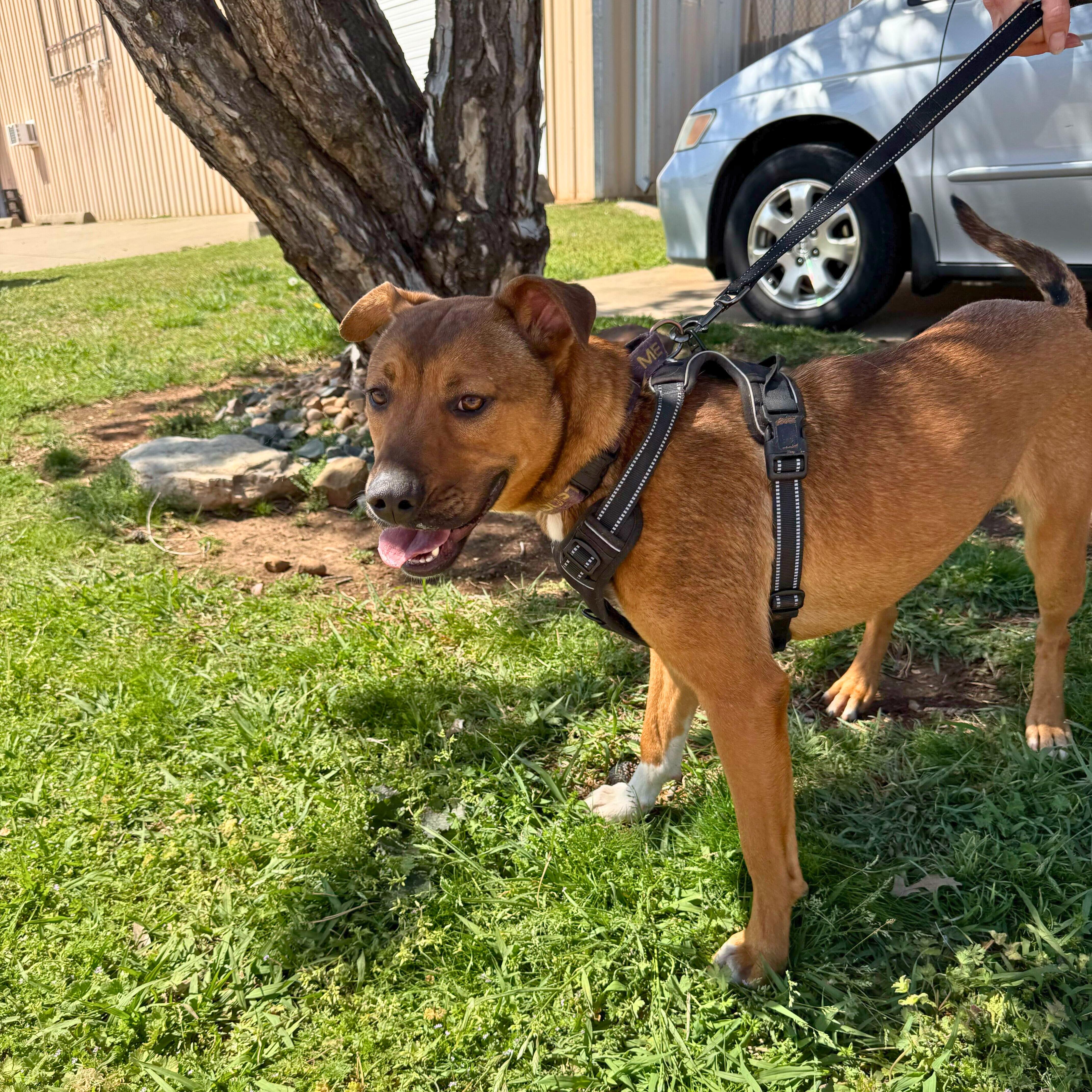 Enlarge Bailey Katie, a Adoptable mixed breed in Belleville, NJ image 4/4
