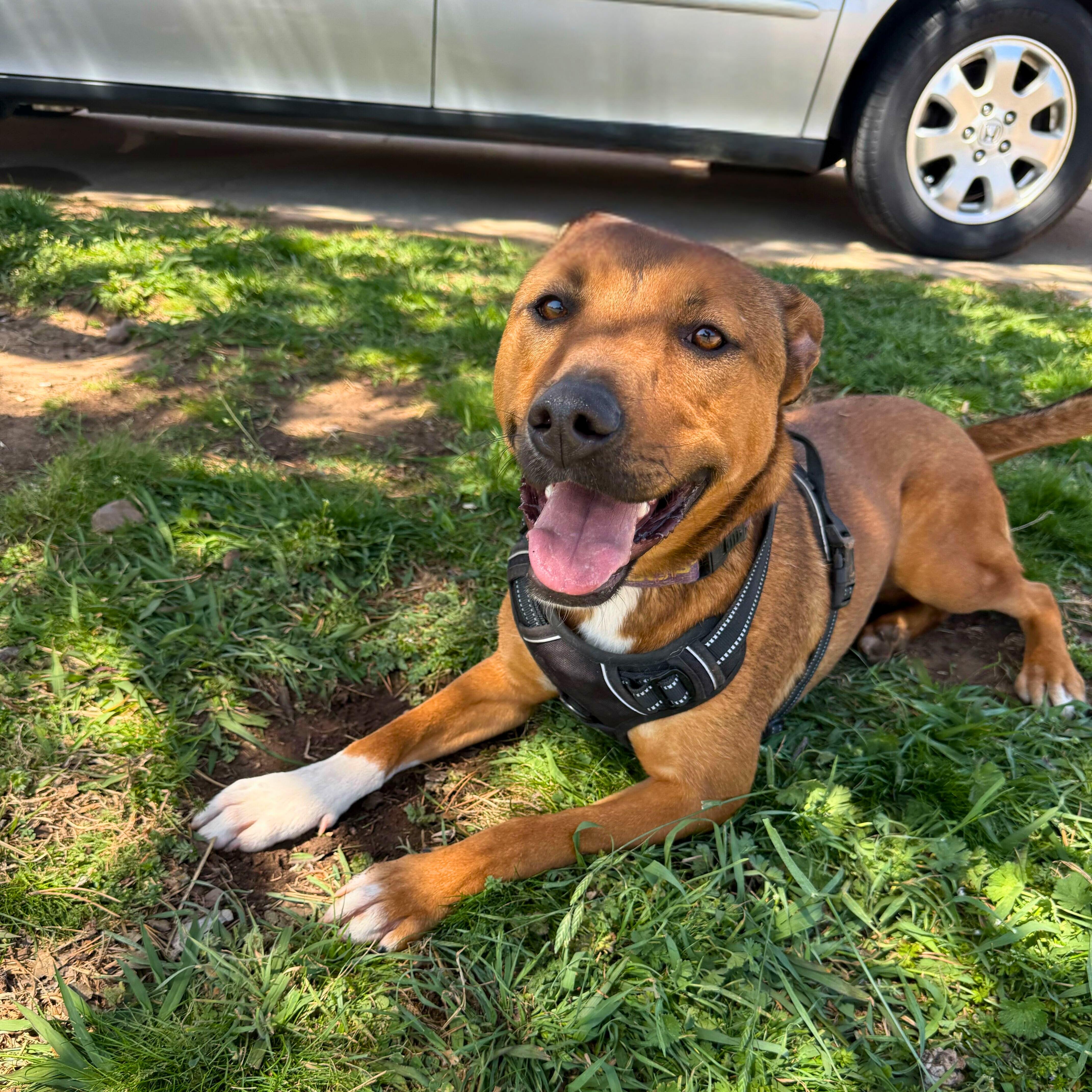 Enlarge Bailey Katie, a Adoptable mixed breed in Belleville, NJ image 1/4