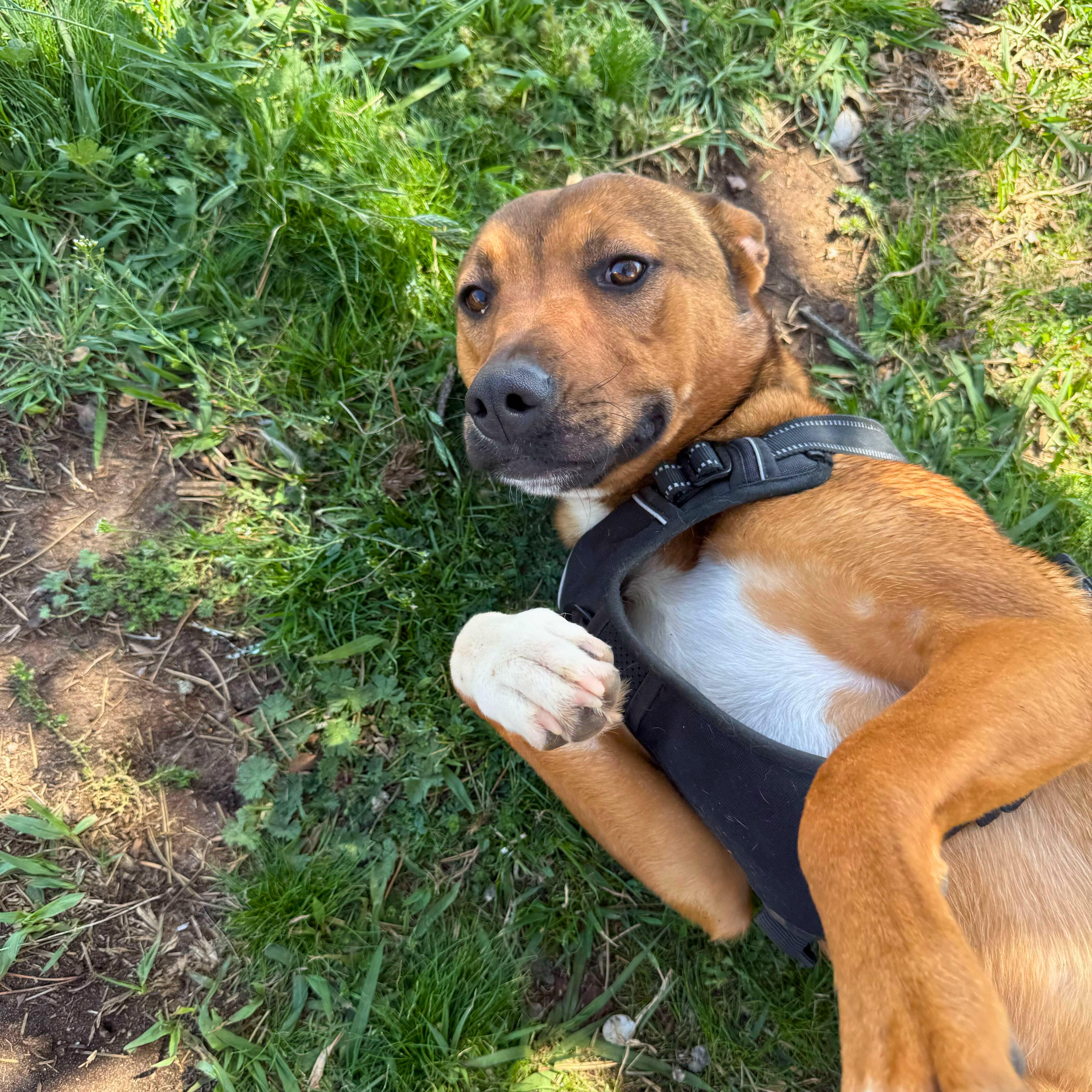 Enlarge Bailey Katie, a Adoptable mixed breed in Belleville, NJ image 3/4