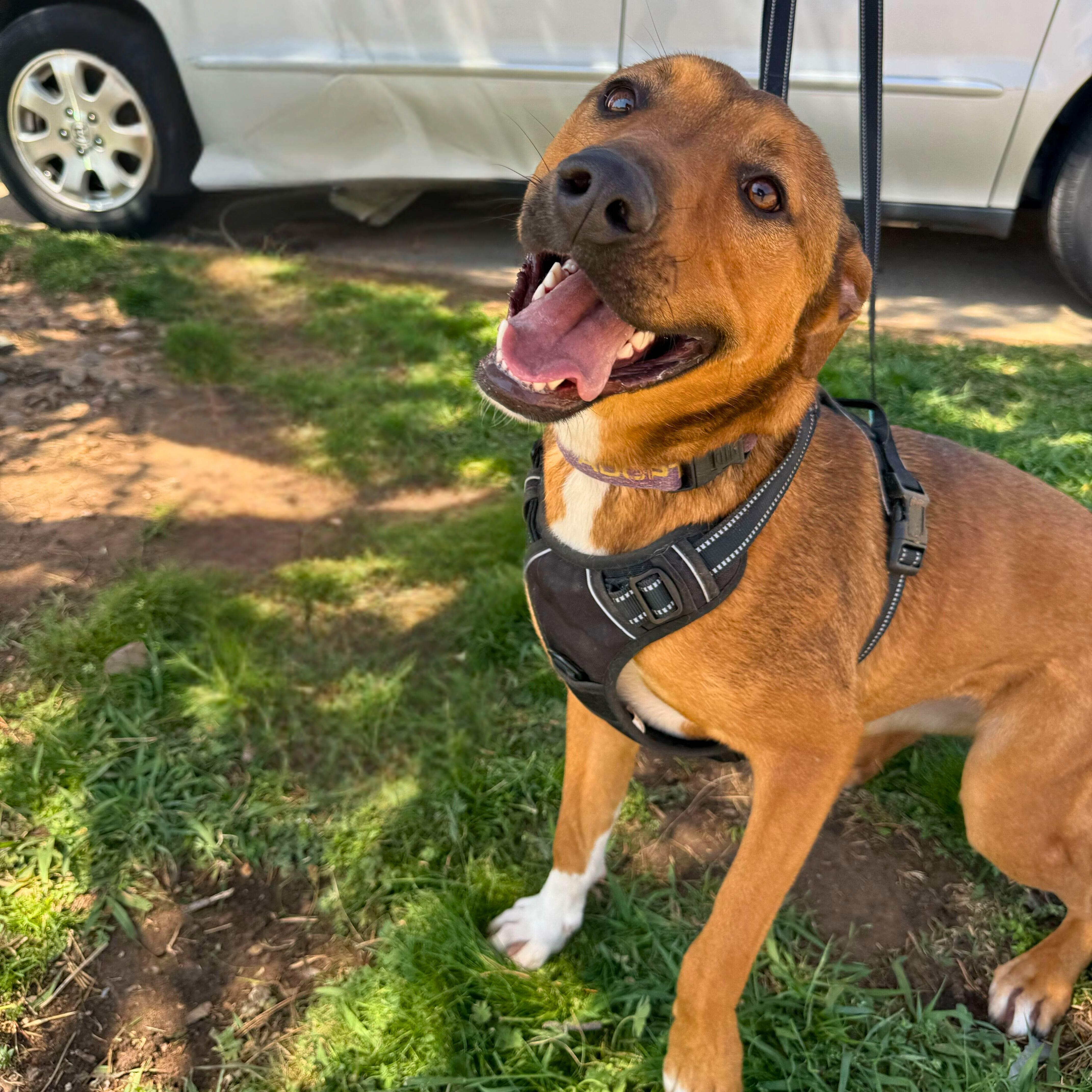 Enlarge Bailey Katie, a Adoptable mixed breed in Belleville, NJ image 2/4