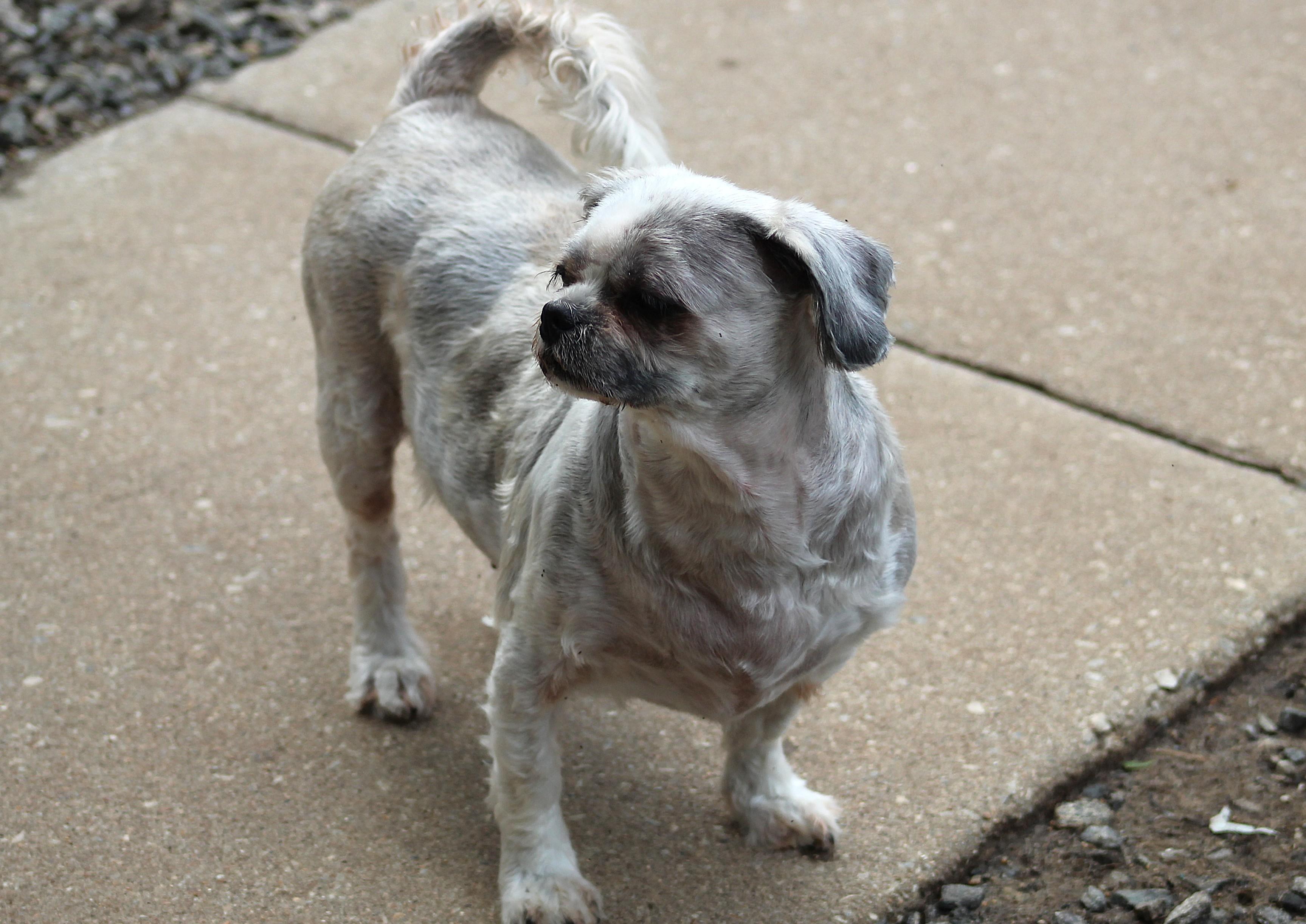 Rosie, an adopted Shih Tzu in Marion, NC image 6/6