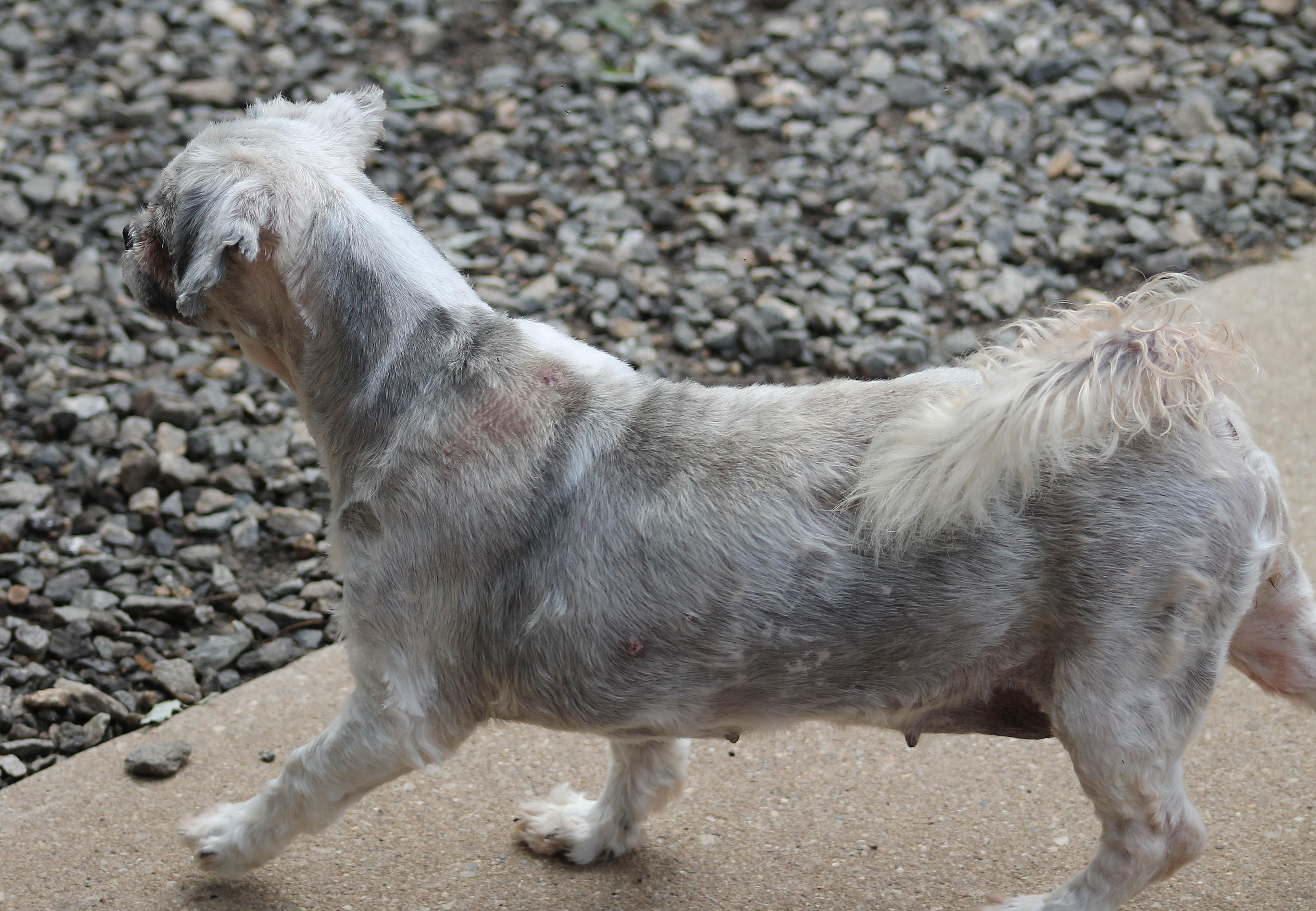 Rosie, an adopted Shih Tzu in Marion, NC image 5/6